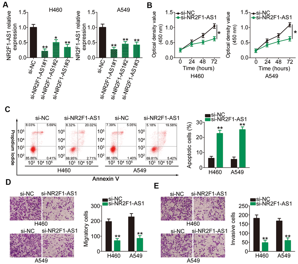 Reduction in NR2F1-AS1 expression results in attenuated proliferation, migration, and invasion as well as promoted apoptosis of H460 and A549 cells. (A) H460 and A549 cells were transfected with three different siRNAs targeting NR2F1-AS1 and si-NC, and the level of NR2F1-AS1 was determined by RT–qPCR. (B) CCK-8 assay demonstrated that silencing of NR2F1-AS1 suppressed the proliferative potential of H460 and A549 cells. (C) Flow cytometry analysis showed that the apoptosis in H460 and A549 cells was promoted after si-NR2F1-AS1 transfection. (D, E) Cell migration and invasion assays revealed that the migratory and invasive capacities of H460 and A549 cells were hindered by NR2F1-AS1 inhibition (x200 magnification). *P 