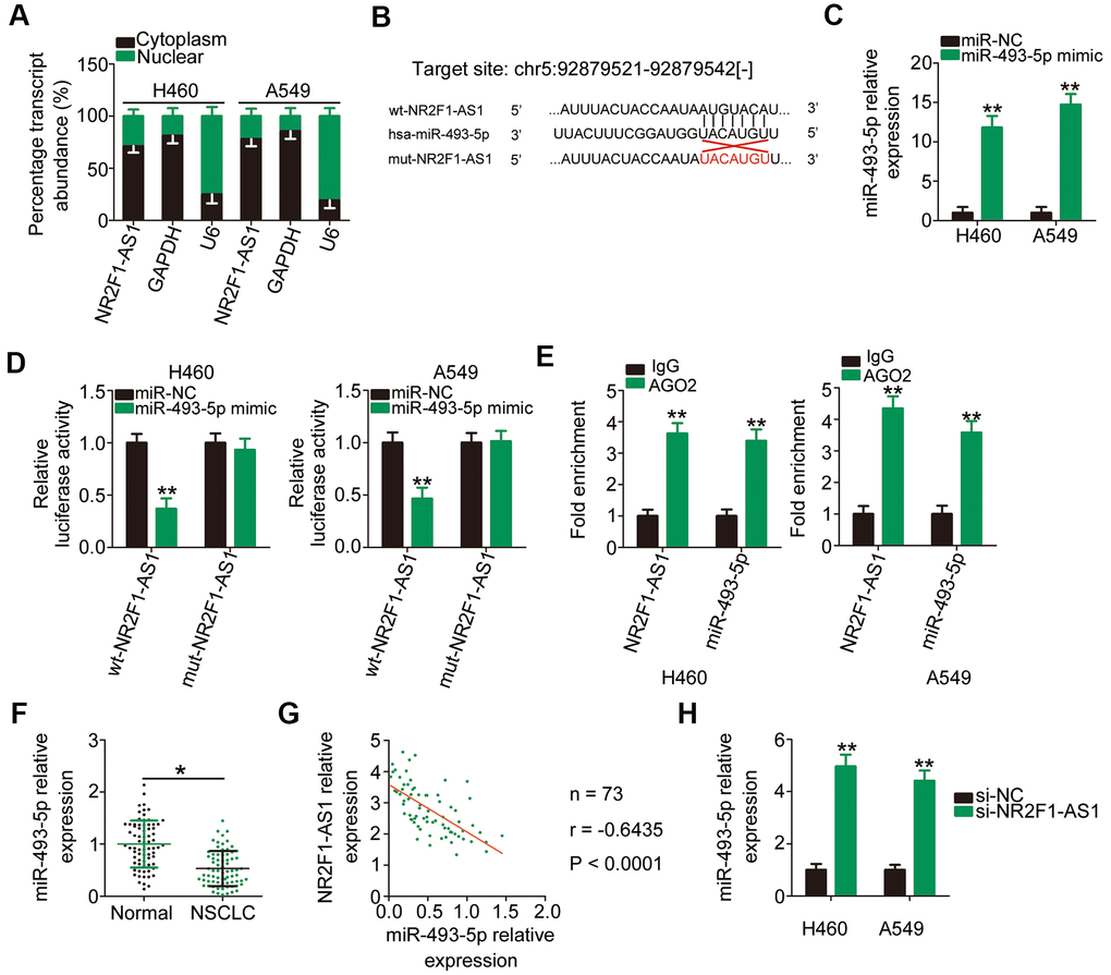 NR2F1-AS1 directly interacts with miR-493-5p in NSCLC cells as a ceRNA. (A) The subcellular distribution of NR2F1-AS1 in the cytoplasm or nucleus of H460 and A549 cells. (B) The wild-type binding site of miR-493-5p in NR2F1-AS1 was predicted by StarBase 3.0. The mutant binding sequences were also shown. (C) The efficiency of miR-493-5p mimic transfection in H460 and A549 cells was examined by RT–qPCR. MiR-NC served as the control. (D) The wt-NR2F1-AS1 or mut-NR2F1-AS1 reporter plasmids alongside miR-493-5p mimic or miR-NC were cotransfected into H460 and A549 cells. Luciferase reporter assay indicated that miR-493-5p could directly bind to NR2F1-AS1 in H460 and A549 cells. (E) RIP assay revealed the enrichment of NR2F1-AS1 and miR-493-5p in RNA immunoprecipitation with AGO2 antibody. (F) MiR-493-5p expression in 73 pairs of NSCLC tissues and matched adjacent normal tissues was determined via RT–qPCR. (G) Pearson's correlation coefficient was utilized to test the relationship between NR2F1-AS1 and miR-493-5p in the 73 NSCLC tissues (r = −0.6435, P H) MiR-493-5p expression was analyzed by RT–qPCR in H460 and A549 cells after transfection with si-NR2F1-AS1 or si-NC. *P 