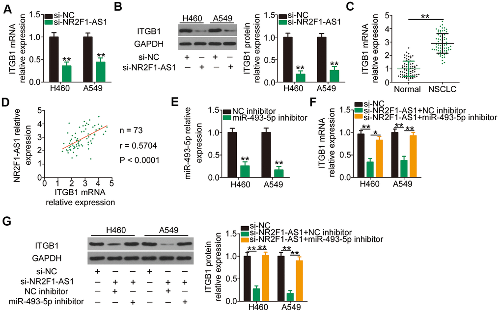 NR2F1-AS1-mediated sponging of miR-493-5p increases ITGB1 expression in H460 and A549 cells. (A, B) The mRNA and protein levels of ITGB1 in H460 and A549 cells transfected with si-NR2F1-AS1 or si-NC were measured by RT–qPCR and western blotting, respectively. (C) ITGB1 mRNA expression in 73 pairs of NSCLC tissues and matched adjacent normal tissues was determined by RT–qPCR. (D) Expression correlation between NR2F1-AS1 and ITGB1 mRNA in the 73 NSCLC tissues was identified by Pearson's correlation coefficient (r = 0.5704, P E) MiR-493-5p inhibitor or NC inhibitor was transfected into H460 and A549 cells, and the efficiency of miR-493-5p silencing was verified by RT–qPCR. (F, G) MiR-493-5p inhibitor or NC inhibitor was cotransfected into H460 and A549 cells with si-NR2F1-AS1. Expression change in ITGB1 mRNA and protein levels was evaluated by RT–qPCR and western blotting, respectively. *P 