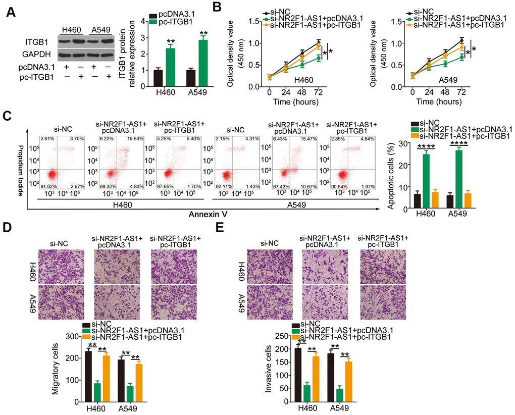 Reintroduction of ITGB1 eliminates the functions of NR2F1-AS1 knockdown on NSCLC cells. (A) Western blotting illustrated the protein level of ITGB1 in pc-ITGB1 or pcDNA3.1-transfected H460 and A549 cells. (B, C) CCK-8 assay and flow cytometry analysis showed the proliferation and apoptosis of H460 and A549 cells after cotransfection with si-NR2F1-AS1 and pc-ITGB1 or pcDNA3.1. (D, E) Cell migration and invasion assays detected the migratory and invasive abilities of H460 and A549 cells treated as described above (x200 magnification). *P 