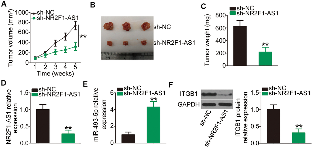NR2F1-AS1 silencing impairs NSCLC tumor growth in vivo. (A) Growth curves of volumes in tumor xenografts were determined based on tumor volume measured every week for 5 weeks. (B) Tumor xenografts derived from sh-NR2F1-AS1 or sh-NC stably transfected H460 cells were collected and photographed. (C) The weights of tumor xenografts in sh-NR2F1-AS1 and sh-NC groups were measured at 5 weeks after cell tumor cell inoculation. (D, E) RT–qPCR was utilized to detect expression levels of NR2F1-AS1 and miR-493-5p in tumor xenografts derived from sh-NR2F1-AS1 or sh-NC stably transfected H460 cells. (F) Western blotting was employed to determine ITGB1 protein expression in tumor xenografts obtained from sh-NR2F1-AS1 and sh-NC groups. **P 