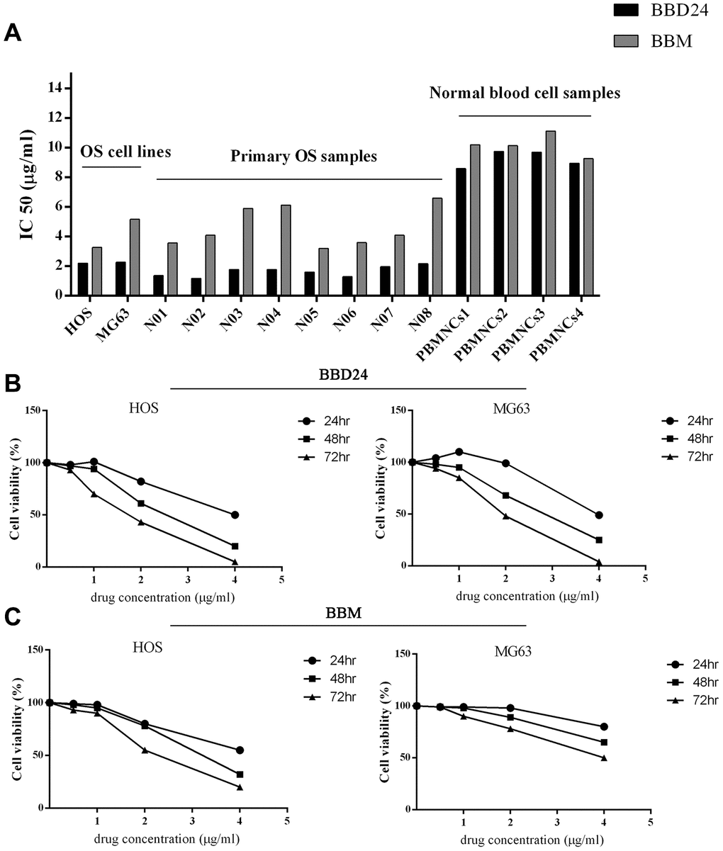 Effects of BBD24 on proliferation of human osteosarcoma cells and normal blood cells. Cells were treated with BBD24 at indicated concentrations for indicated times. Cell viability was measured by MTT assay. (A) IC50 of BBD24 and BBM on human osteosarcoma cells and normal blood cells (peripheral blood mononuclear cells, MBMNCs). (B, C) Cell viability of HOS and MG63 after treating with different concentrations of BBD24 and BBM for different times.