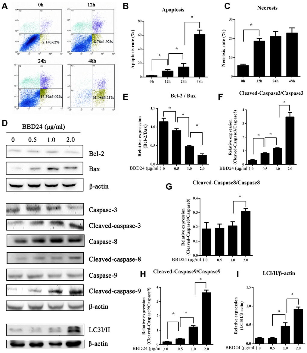 BBD24 induced multiple cell death pathways of HOS cells. Human osteosarcoma HOS cells were treated with BBD24 at 2 μg/ml for indicated times. The cells were harvested by trypsinization and collected by centrifugation for analysis of cell viability, apoptosis and necrosis using flow cytometry assay. HOS osteosarcoma cells were treated with BBD24 at the indicated concentrations for 48 hours, followed by Western blot analysis for caspase family and LC3-II. (A–C) Flow cytometry assay indicated that BBD24 induced apoptosis and necrosis of HOS cells with time dependence. (D–I) BBD24 promoted activation of caspases and autophagy in HOS cells in a dose-dependent manner. Results were expressed as means ± SD of three independent experiments. * P