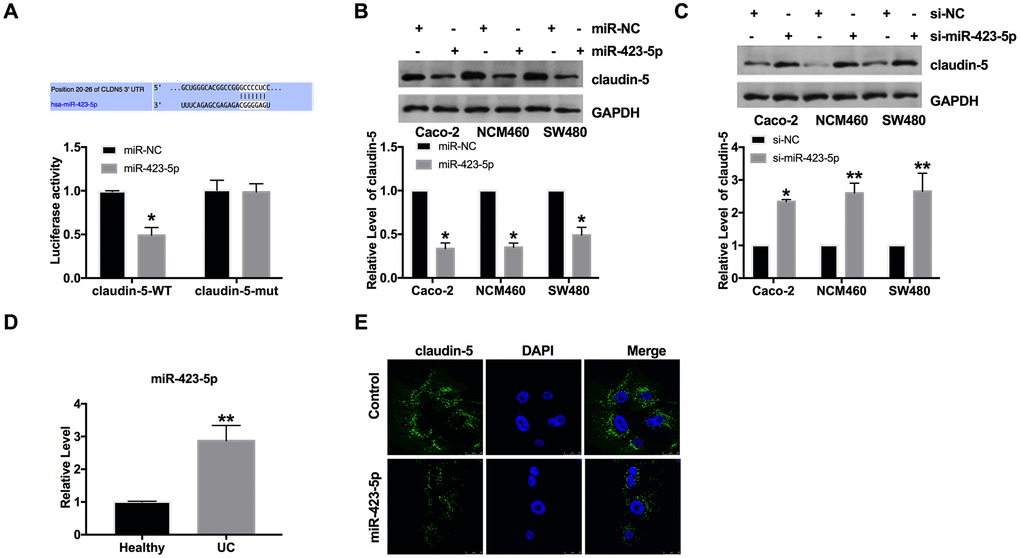 MiR-423-5p could bind with the 3'UTR of claudin-5. (A) Binding sequences between miR-423-5p and claudin-5 (CLDN5) (http://www.targetscan.org/cgi-bin/targetscan/vert