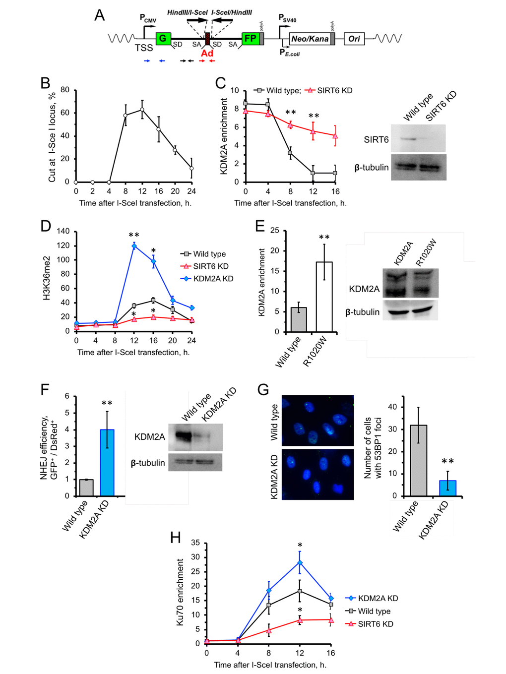 SIRT6 mediates KDM2A displacement from chromatin to enhance NHEJ. (A) Schematic representation of the GFP-based NHEJ reporter, which represents an RNA Pol II-transcribed gene. DSBs are introduced by transient expression of I-SceI enzyme. The positions of the primer used in this study are indicated by small arrows below: primers for quantification of the preRNA (small black arrows); quantification of DNA DSBs (small red arrows), chromatin IP (blue arrows). (B) Quantification of the cutting efficiency at different time points after transfection with I-SceI vector. DSBs were quantified as a ratio between the product obtained with primers amplifying across the break (red arrows) to a PCR product from a gene away from DSB site (Supplementary Figure 2). The experiment was repeated three times. (C) KDM2A dissociation from broken chromatin is SIRT6-dependent. Time-course chromatin-IP was performed using antibody against endogenous KDM2A in human skin fibroblasts harboring chromosomally-integrated NHEJ GFP reporter with I-SceI sites. Western blot shows depletion of SIRT6. (D) H3K36me2 accumulation post DSB induction is SIRT6-dependent. ChIP analysis of H3K36me2, at different time points post transfection with I-SceI vector using antibody specific for H3K36me2. qPCR was performed using primers positioned 50 bp downstream of TSS. (E) Non-ribosylatable KDM2A R1020W mutant bids to DSBs more efficiently than the wild type protein. Human skin fibroblasts carrying I-SceI reporter cassette were transfected with wild type or mutant (R1020W) KDM2A and I-SceI encoding vectors. At 12 hours post transfection cells were harvested followed by ChIP-qPCR with antibodies against FLAG. Western blot showing the levels of wild type and mutant FLAG-KDM2A proteins in cells after transfection. (F) Cells depleted of KDM2A have enhanced NHEJ repair efficiency. Cells were treated with siRNA to KDM2A four days before transfection with I-SceI. NHEJ efficiency was measured by reactivation of the GFP reporter normalized to transfection efficiency (DsRed) 48 h after I-SceI transfection. Western blot shows KDM2A depletion. (G) Downregulation of KDM2A reduces the number of 53BP1 foci. KDM2A knocked down cells were grown to confluency and fixed for IF experiment using antibody against 53BP1. On the right; quantification of the IF image obtained from 100 nuclei. All experiments were repeated at least three times. (H) Ku70 recruitment to DSB site requires SIRT6, and is counteracted by KDM2A. Time course of ChIP experiment using antibody against Ku70. The experiment was repeated three times. *p 