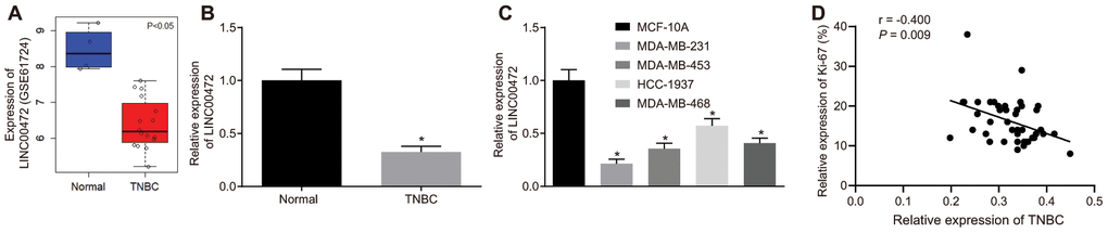 TNBC tissues and cells exhibit low expression of LINC00472 and the expression of LINC00472 is negatively correlated with Ki-67 expression. (A) The expression of LINC00472 in normal and TNBC tissues in microarray dataset GSE61724, blue referring to normal tissues and red referring to TNBC tissues. (B) The expression of LINC00472 in normal and TNBC tissues normalized to GAPDH determined by RT-qPCR (n = 42). (C) The expression of LINC00472 in normal and TNBC cell lines normalized to GAPDH determined by RT-qPCR. (D) The correlation between LINC00472 and Ki-67 analyzed by Pearson’s correlation coefficient. * p vs. the normal tissue or the MCF-10A cell line. The results were measurement data and expressed as mean ± standard deviation. Data comparison in (B) was analyzed by paired t-test and in (C) was analyzed by one-way ANOVA, followed by Tukey’s post hoc test. The experiment was conducted 3 times independently.