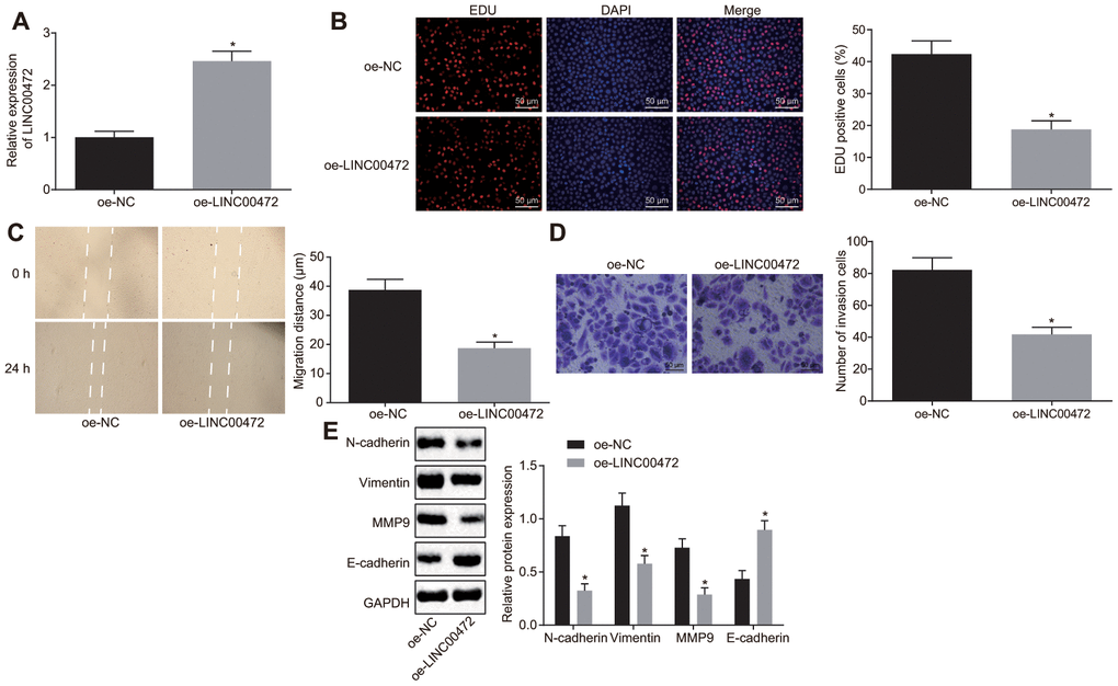 Overexpressed LINC00472 suppresses TNBC cell proliferation, migration and invasion. (A) The expression of LINC00472 in MDA-MB-231 cells normalized to GAPDH as determined by means of RT-qPCR. (B) MDA-MB-231 cell proliferation detected by EdU assay(× 200). (C) MDA-MB-231 cell migration detected by scratch test. (D) MDA-MB-231 cell invasion detected by Transwell assay (× 200). (E) The protein expression of N-cadherin, Vimentin, MMP9 and E-cadherin normalized to GAPDH determined by Western blot analysis. * p vs. the oe-NC group (MDA-MB-231 cells transfected with oe-NC). The results were measurement data and expressed as mean ± standard deviation. Data comparison between two groups was analyzed by independent sample t-test. The experiment was conducted 3 times independently.