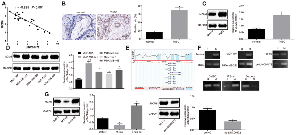 LINC00472 increases MCM6 promoter methylation to inhibit the MCM6 expression. (A) A negative correlation between LINC00472 and MCM6 in the microarray dataset GSE61724. (B) The expression of MCM6 in TNBC tissues normalized to GAPDH identified by means of immunohistochemistry (× 400), * p vs. the normal tissues. (C) The expression of MCM6 in TNBC tissues normalized to GAPDH as determined by means of Western blot analysis, * p vs. the normal tissues. (D) The expression of MCM6 in TNBC cell lines normalized to GAPDH determined by means of Western blot analysis, * p vs. the MCF-10A cell line, # p vs. the HCC-1937 or MDA-MB-468 cell line. (E) The CpG island in the MCM6 promoter region predicted on MethPrimer website (https://www.urogene.org). (F) The methylation in the MCM6 promoter region as detected by means of MSP assay. (G) The expression of MCM6 in MDA-MB-231 cells normalized to GAPDH after treatment with M.SssI or 5-aza-dc or after transfection with oe-LINC00472 determined by means of Western blot analysis, * p vs. the DMSO (MDA-MB-231 cells treated with DMSO) or oe-NC group (MDA-MB-231 cells transfected with oe-NC). The results were measurement data and expressed as mean ± standard deviation. Data comparison in (B and C) was analyzed by the paired t-test, in (D) was analyzed by one-way ANOVA followed by Tukey’s post hoc test and in (G) was analyzed by the unpaired t-test. The experiment was conducted 3 times independently.