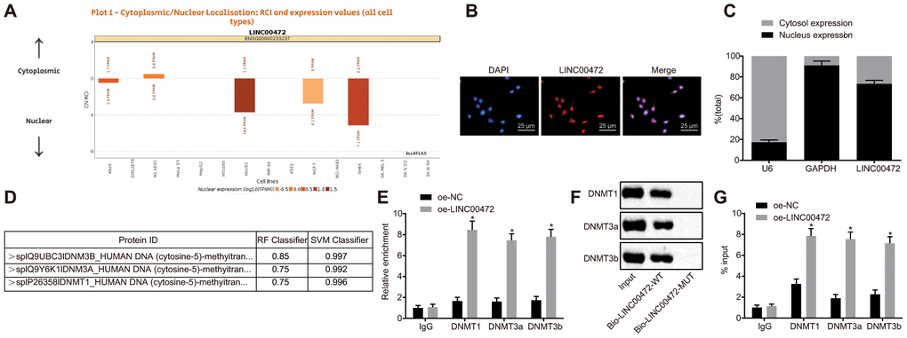 LINC00472 down-regulates MCM6 expression via recruitment of DNA methyltransferases. (A) The subcellular localization of LINC00472 predicted on lncATLAS. (B) The subcellular localization (× 400) of LINC00472 detected by FISH assay. (C) The nuclear and cytoplasmic expression of LINC00472 in MDA-MB-231 cells as determined by means of RT-qPCR. (D) The binding relation between LINC00472 and DNMT1, DNMT3a or DNMT3b analyzed on RPISeq, with Random Forest and Support Vector Machine > 0.5 indicative of positive results. (E) The binding relation between LINC00472 and DNMT1, DNMT3a or DNMT3b relative to IgG detected by means of RIP assay. (F) The expression of DNMT1, DNMT3a or DNMT3b pulled down by LINC00472 normalized to Input. (G) The enrichment of DNMT1, DNMT3a and DNMT3b in MCM6 promoter region normalized to IgG detected by means of ChIP assay. * p vs. the oe-NC group (MDA-MB-231 cells treated with oe-NC). The results were measurement data and expressed as mean ± standard deviation. Data comparison between two groups was analyzed by the independent sample t-test. The experiment was conducted 3 times independently.
