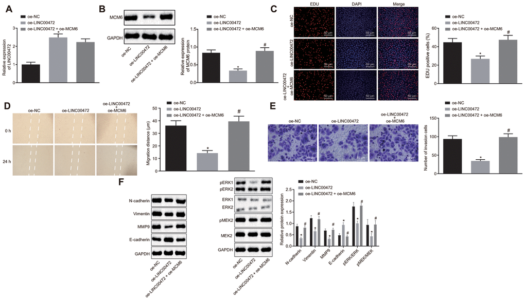 Overexpression of MCM6 activated MEK/ERK signaling pathway and restored the proliferation, migration and invasion of TNBC cells inhibited by LINC00472. (A) The expression of LINC00472 in the MDA-MB-231 cells normalized to GAPDH as determined by means of RT-qPCR. (B) The expression of MCM6 in MDA-MB-231 cells normalized to GAPDH determined by means of Western blot analysis. (C) MDA-MB-231 cell proliferation detected by EdU assay (× 200). (D) MDA-MB-231 cell migration detected by scratch test. (E) MDA-MB-231 cell invasion detected by Transwell assay (× 200). (F) The protein expression of N-cadherin, Vimentin, MMP9, E-cadherin, p-ERK, ERK, p-MEK and MEK normalized to GAPDH determined by means of Western blot analysis. * p vs. the oe-NC group (MDA-MB-231 cells treated with oe-NC). # p vs. the oe-LINC00472 group (MDA-MB-231 cells treated with oe-LINC00472). The results were measurement data and expressed as mean ± standard deviation. Data comparison among multiple groups was analyzed by one-way ANOVA followed by the Tukey’s post hoc test. The experiment was conducted 3 times independently.