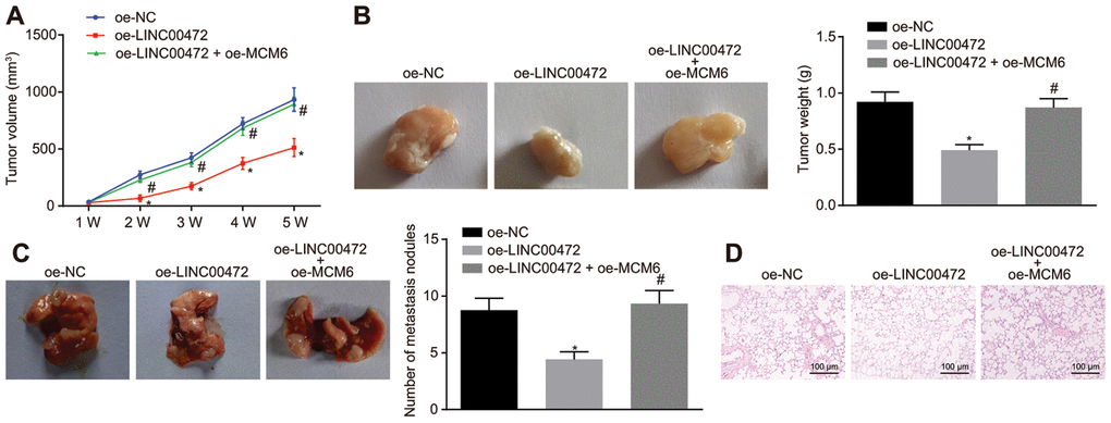Overexpression of LINC00472 inhibited tumor growth and metastasis to lungs in vivo through downregulation of MCM6. (A) The tumor volume of nude mice (n = 12). (B) The representative images of resected tumors and the tumor weights (n = 12). (C) The representative images and number of metastasis nodules in the mice (n = 12). (D) The pathological changes in lung tissues identified by means of HE staining (× 100). * p vs. the oe-NC group (nude mice bearing MDA-MB-231 cells treated with oe-NC). # p vs. the oe-LINC00472 group (nude mice bearing MDA-MB-231 cells treated with oe-LINC00472). The results were measurement data and expressed as mean ± standard deviation. Data comparison among multiple groups was analyzed by one-way ANOVA followed by the Tukey’s post hoc test. Data comparison at different time points was analyzed by repeated measures ANOVA, followed by Bonferroni’s post hoc test. n = 12. The experiment was conducted 3 times independently.