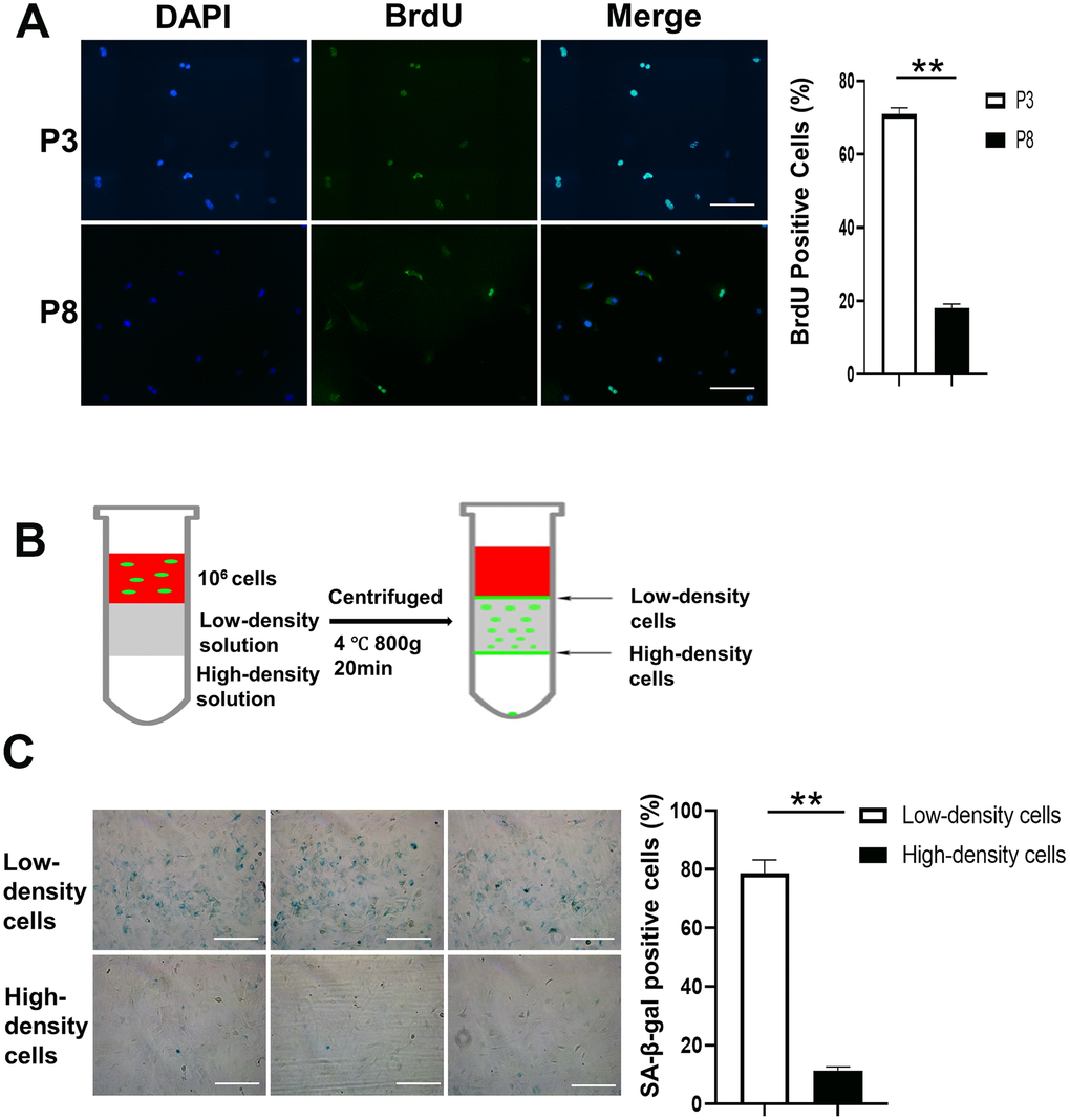 Density gradient separation of proliferating and senescent cells. (A) Immunofluorescence of BrdU positive cells is shown in the first panel. The right panel shows that the number of BrdU positive cells is significantly lower in P8 compared to P3. Scale Bar=200μm. (B) BMSCs (P8), a mixture of proliferating and senescent cells, were centrifuged through a density gradient medium (OptiPrep, Sigma-Aldrich) at 800g for 20 minutes. Aliquots (0.5 mL) were taken from the low- and high-density layers. The cells were then incubated in a 48-well plate. (C) SA-β-gal staining of the 2 groups. Low-density cells contained a higher percentage of SA-β-gal positive cells compared to the high-density cells. The right panel shows that the number of SA-β-gal positive cells is significantly lower in high-density cells compared to low-density cells (n=3). BrdU indicates bromodeoxyuridine; DAPI, 4′,6-diamidino-2-phenylindole; P3, passage 3; P8, passage 8; SA-β-gal, senescence-associated β-galactosidase; Paired T-Test **, P