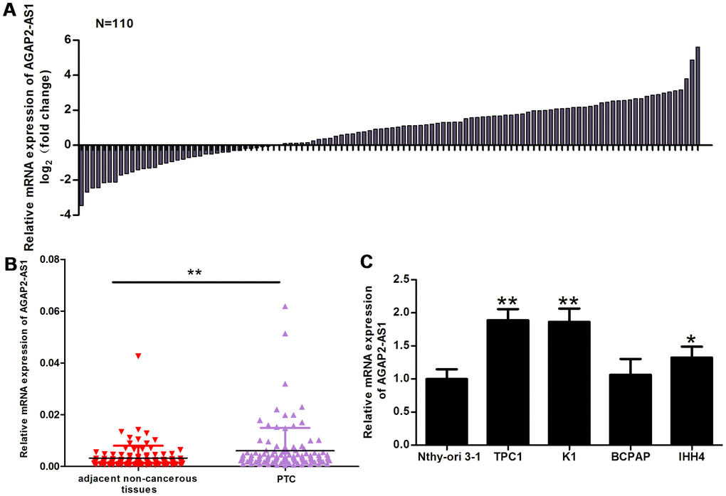 AGAP2-AS1 expression is increased in PTC tissues and cells. (A) The fold change of AGAP2-AS1 expression between PTC tissues and paired non-cancerous tissues. (B) RT-PCR of AGAP2-AS1 levels in 110 pairs of PTC tissues and paired non-cancerous tissues. The Wilcoxon signed-rank test was used to analyze the differences between the two groups; data are presented as the median with a range. **P C) RT-PRC of AGAP2-AS1 levels in TPC1, K1, BCPAP, and IHH4 PTC cells, and in a normal human thyroid follicular epithelial cell line (Nthy-ori 3-1). Data were analyzed using an independent samples t-test. *P vs. the Nthy-ori 3-1 group.