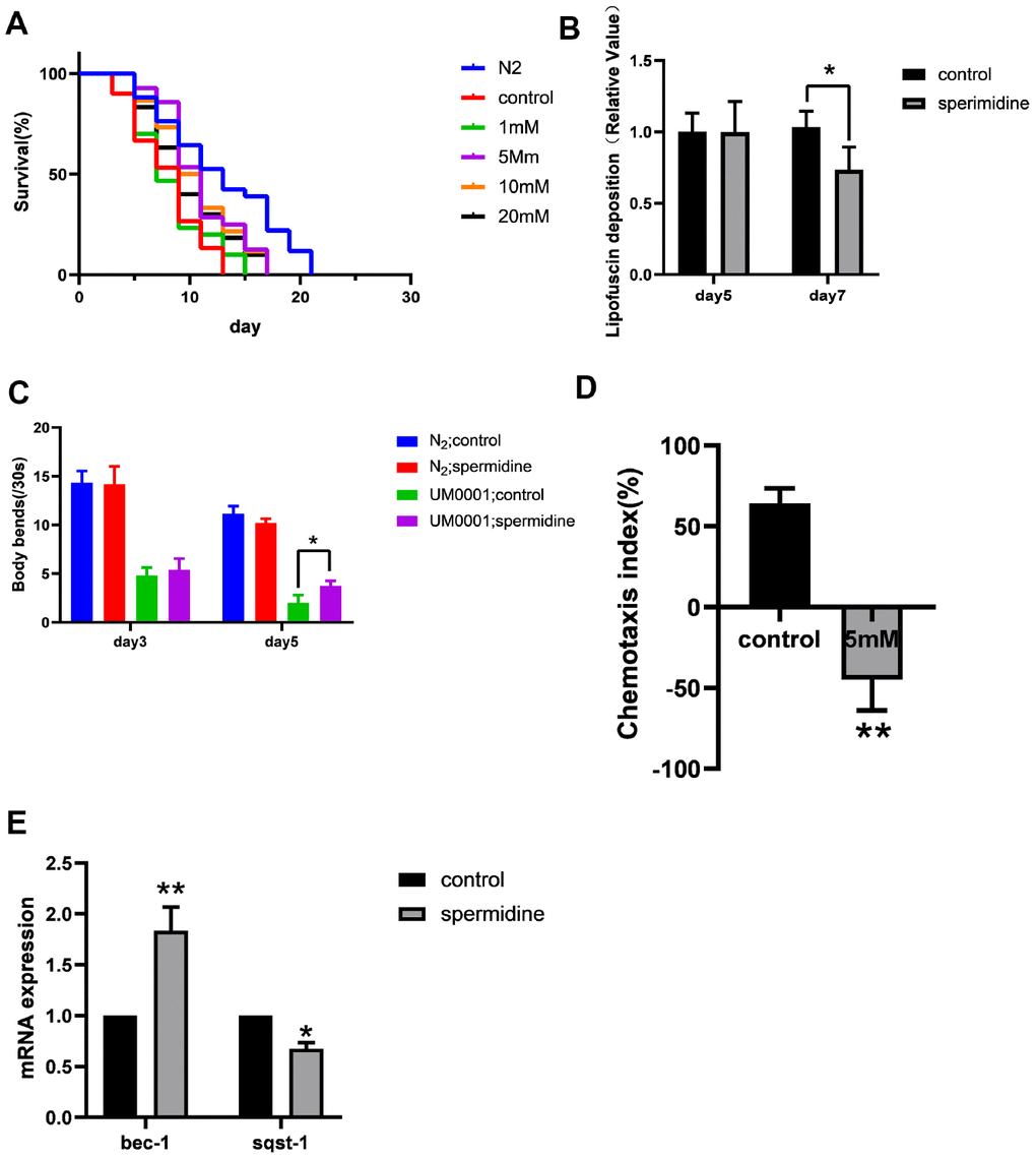 Effect of spermidine on UM0001 worms. (A) Effect of different concentrations of spermidine treatment on survival curves of UM0001 worms, n=81-98. (B) Effect of 5mM spermidine treatment on lipofuscin deposition level of UM0001 worms, n=12-15. (C) Effect of 5mM spermidine treatment on locomotor capacity of N2 and UM0001 worms, n=20. (D) Effect of 5mM spermidine treatment on chemotaxis memory of UM0001 worms, n=3. (E) Effect of 5mM spermidine treatment on autophagy-related genes bec-1 and sqst-1 of UM0001 worms, n=3. Data are represented as mean± SD, *P P 