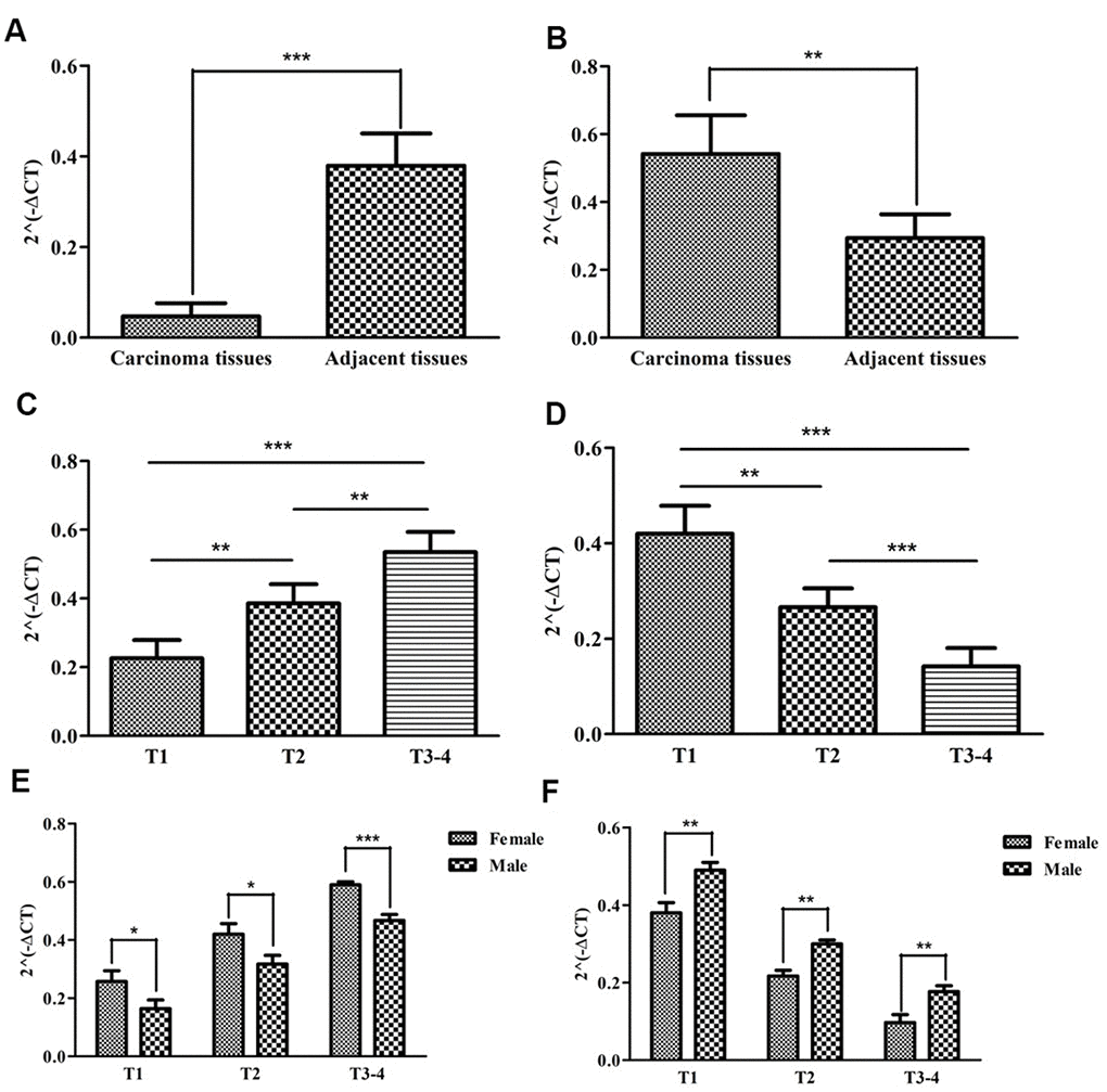The expression levels of two sIRlncRs and their correlations with gender and T-stages. The results of RT-qPCR of the two sIRlncRs’ expression levels in pRCC tissues and adjacent tissues. The expression levels of SNHG16 in carcinoma tissues and adjacent tissues (A). The expression levels of ADAMTS9-AS1 in carcinoma tissues and adjacent tissues (B). The expression levels of SNHG16 in pRCC tissues with different T-stages (C). The expression levels of ADAMTS9-AS1 in pRCC tissues with different T-stages (D). The expression levels of SNHG16 in female and male patients (E). The expression levels of ADAMTS9-AS1 in female and male patients (F). The data are expressed as the means ± SD. ***PPP