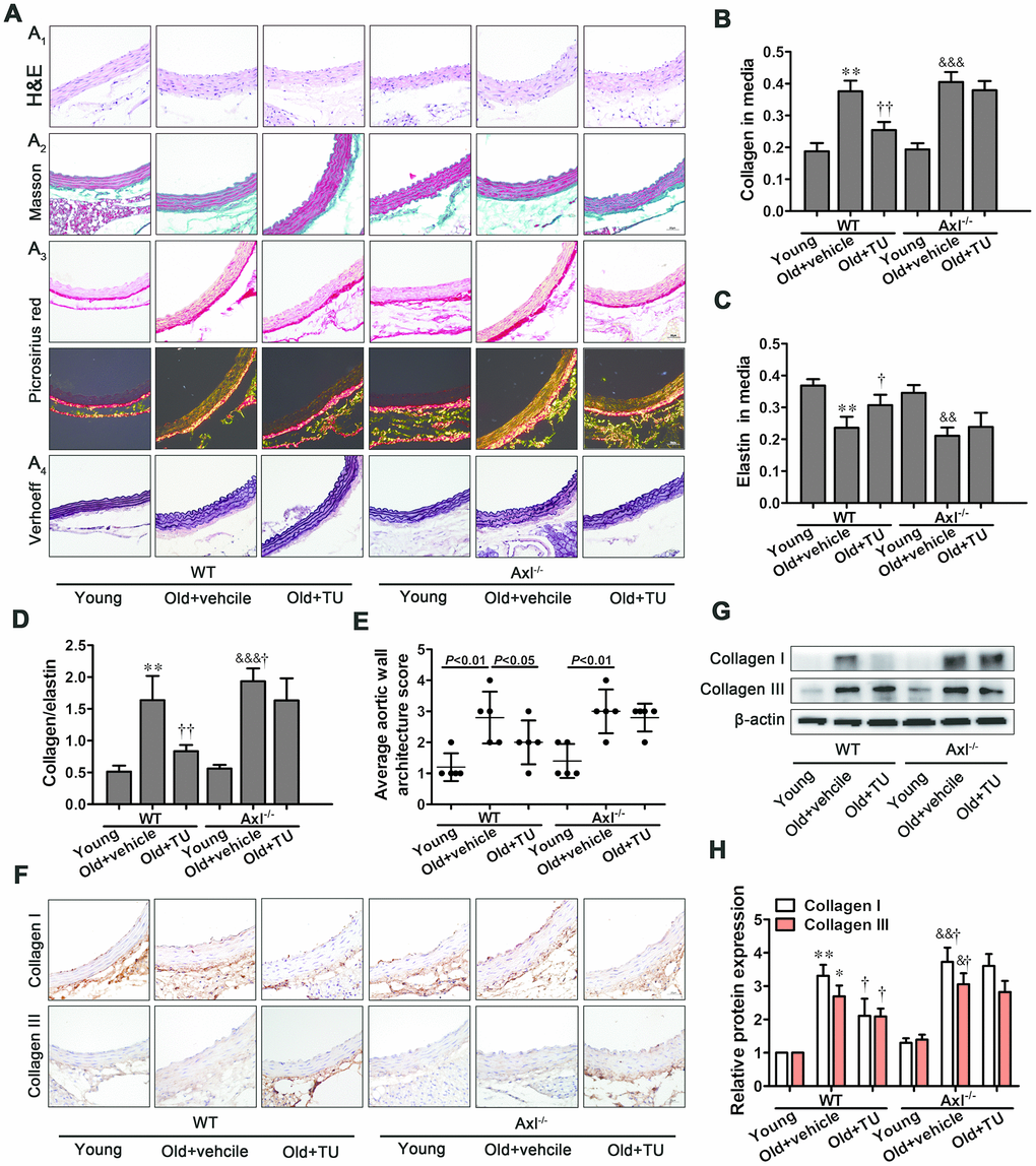 Testosterone ameliorated vascular fibrosis in aging-related arterial stiffness. (A1-4) Representative H&E staining, Masson trichrome staining, Picrosirius red staining and Verhoeff Van Gieson (scale bar: 20μm). (B–E) Quantitative analyses of collagen content, elastin content, collagen content/elastin content and average aortic wall architecture score. (F) Immunohistochemical staining for collagen I and III (brown staining considered positive staining; scale bar: 20μm). (G) Representative Western blots of collagen I and III. (H) Western blot analyses of collagen I and III. Data are mean ± SD; *P **P vs. WT young group; †P ††P vs. WT old group; &P &&P &&&P vs. Axl-/- young group; #Pvs. Axl-/- old group; A-F: n = 5 for each group, G-H: n = 3 for each group.