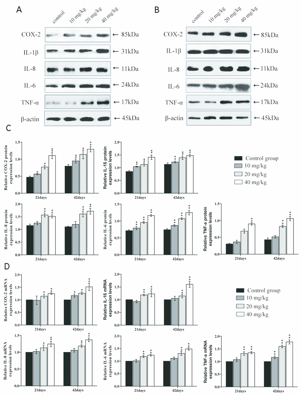 Changes of mRNA expression levels and protein expression levels of anti-inflammatory cytokines in the lung at 21 and 42 days of the experiment. (A) Western blot assay of anti-inflammatory cytokines at 21 days. (B) Western blot assay of anti-inflammatory cytokines at 42 days. (C) The relative protein expression levels of anti-inflammatory cytokines. (D) The relative mRNA expression levels of anti-inflammatory cytokines. Data are presented with the mean± standard deviation (n=8). *p 