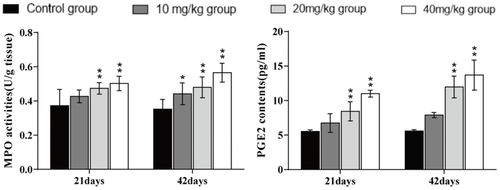 Changes in MPO activities and PGE2 contents in the lung at 21 and 42 days of the experiment. Data are presented with the mean± standard deviation (n=8). *p 