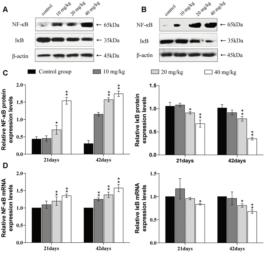 Changes of mRNA expression and protein expression levels of NF-κB and IκB in the lung at 21 and 42 days of the experiment. (A) Western blot assay of NF-κB and IκB at 21 days. (B) Western blot assay of NF-κB and IκB at 42 days. (C) The relative protein expression levels of NF-κB and IκB. (D) The relative mRNA expression levels of NF-κB and IκB. Data are presented with the mean± standard deviation (n=8). *p 