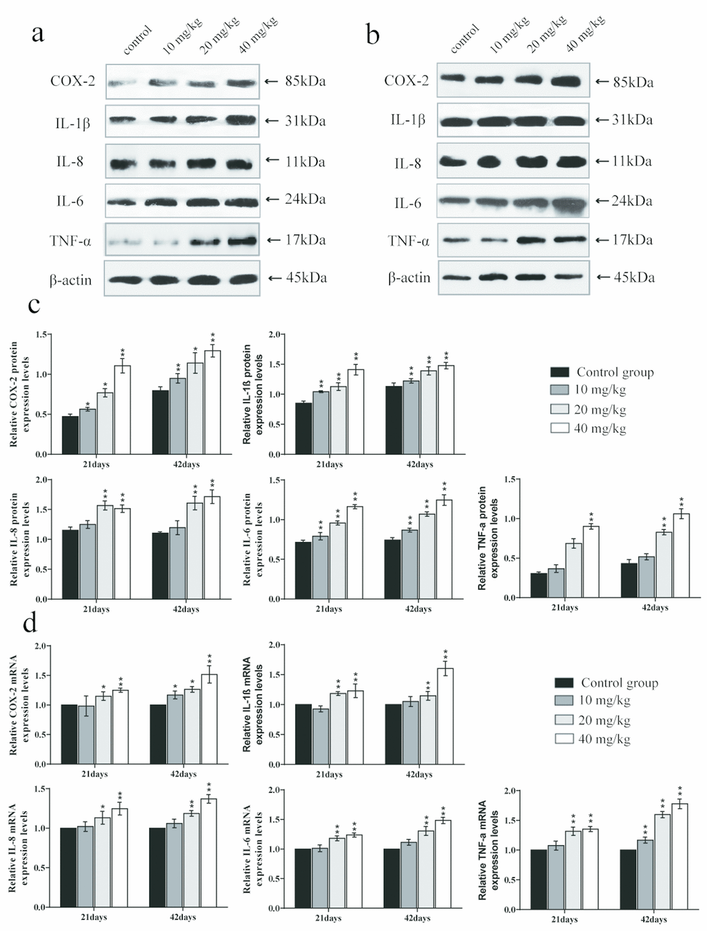 Changes of mRNA expression levels and protein expression levels of pro-inflammatory cytokines in the lung at 21 and 42 days of the experiment. (A) Western blot assay of pro-inflammatory cytokines at 21 days. (B) Western blot assay of pro-inflammatory cytokines at 42 days. (C) The relative protein expression levels of pro-inflammatory cytokines. (D) The relative mRNA expression levels of pro-inflammatory cytokines. Data are presented with the mean± standard deviation (n=8). *p 