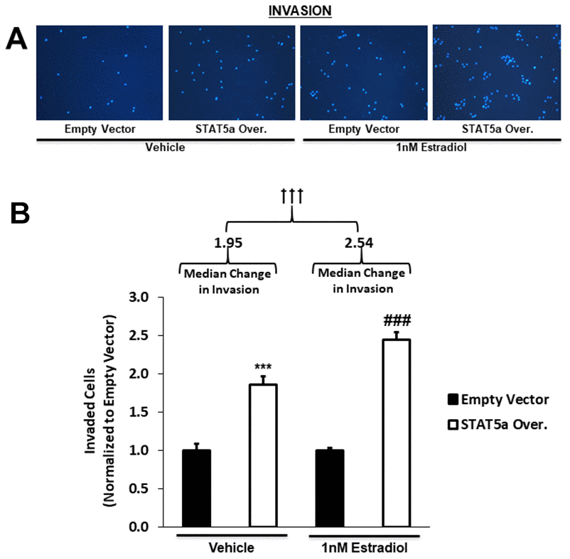 STAT5a overexpression in human DCIS cells drives invasion, a phenomenon enhanced by 17-β-Estradiol treatment. (A) Qualitatively, transwell invasion assay results depict DAPI-stained invaded cells after 18- hour treatment of MCF10DCIS.com empty vector or STAT5a overexpressor cells with vehicle (DMSO) or 1nM estradiol. Images of the invaded cells were captured using the DAPI channel on the EVOS FL microscope at 10x objective. (B) Quantitatively, the number of invaded cells in five representative fields of view were averaged for each membrane. Data were normalized to empty vector. Treatment with vehicle or 1nM estradiol led to a significant increase in invasion of STAT5a overexpressor cells compared to empty vector cells (vehicle-treated empty vector vs. STAT5a overexpressor cells: 1.9-fold, p