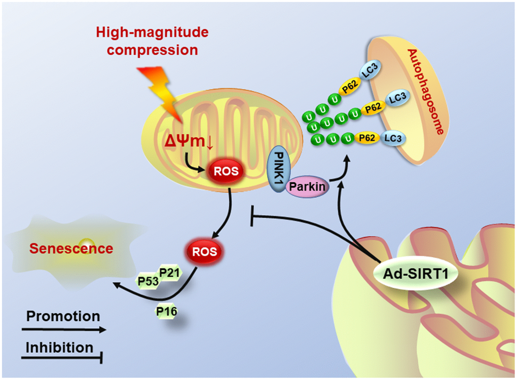 Schematic diagram shows the potential mechanism of SIRT1 overexpression. High-magnitude compression triggered mitochondrial dysfunction and induced NP cell senescence. Overexpression of SIRT1 could alleviate compression-induced senescence by activating mitophagy to eliminate injured mitochondria and retard ROS accumulation.