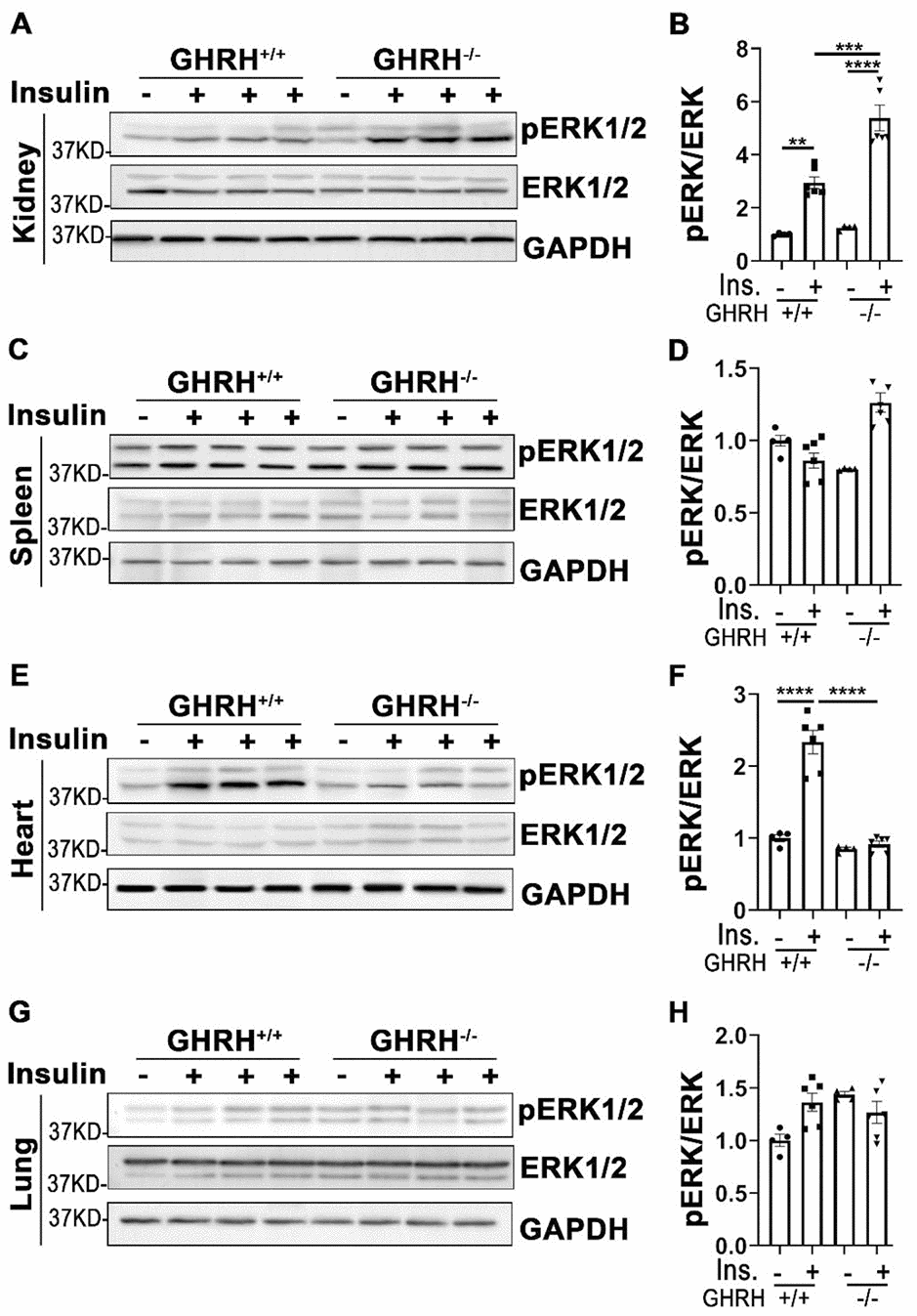 Tissue-specific phosphorylation of ERK1/2 by insulin stimulation in GHRH-/- mice. (A, B) Activation of ERK1/2 in kidney. (C, D) Activation of ERK1/2 in spleen. (E, F) Activation of ERK1/2 in heart. (G, H) Activation of ERK1/2 in lung. The 4 hours fasted mice were injected i.p. with porcine insulin (1 IU/kg of body weight). After 20 min, tissues were collected to perform western blots. All data (means ± sem) were expressed as fold change compared to vehicle treated WT controls (defined as 1.0) (n=4 for WT group; n=6 for GHRH-/- mice). Statistical analysis was performed by unpaired Student’s t-test, ** P P P 