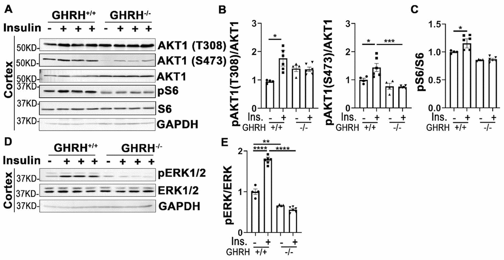 Cortex attenuated insulin sensitivity in GHRH-/- mice. (A–C) Activation of AKT and S6. (D, E) Activation of ERK1/2. The 4 hours fasted mice were injected i.p. with porcine insulin (1 IU/kg of body weight). After 20 min, tissues were collected to perform western blots. All data (means ± sem) were expressed as fold change compared to vehicle treated WT controls (defined as 1.0) (n=4 for WT group; n=6 for GHRH-/- mice). Statistical analysis was performed by unpaired Student’s t-test, * P P P P 