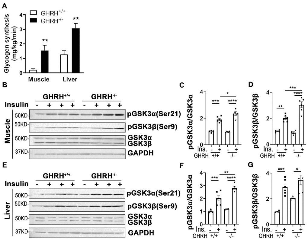Increased glycogen synthesis associated with inactivation of GSK3α/β in liver and muscle of GHRH-/- mice. (A) Increased glycogen synthesis in liver and muscle in GHRH-/- mice. All data were represented as mean ± sem (n = 4-5 mice for each genotype). ** P B–D) Activation of GSK3α/β in skeletal muscle. (E–G) Activation of GSK3α/β in liver. The 4 hours fasted mice were i.p. injected with porcine insulin (1 IU/kg of body weight). After 20 min, tissues were collected to perform western blots. All data were represented as the means ± sem (n=4 for WT group and n=6 for GHRH-/- to detect activation of GKS3α/β). Statistical analysis was performed by unpaired Student’s t-test, * P ** P *** P **** P 