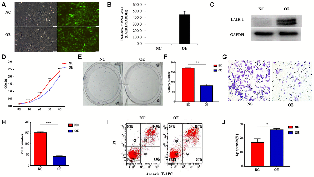 LAIR-1 inhibits SKOV3 cells growth and promotes cell apoptosis in vitro. (A) SKOV3 cells were transfected with control or LAIR-1 overexpressed lentivirus, the efficiency of LAIR-1 overexpression was examined by fluorescence microscope. (B, C) qRT-PCR and western blot were also used to further confirm the efficiency of LAIR-1 overexpression in SKOV3 cells. GAPDH was used as a loading control. (D–F) The cell growth was measured by cell proliferation assay and colony formation assay in control and LAIR-1 overexpressed SKOV3 cells. (G, H) Cell migration ability was assessed by transwell migration assay in control and LAIR-1 overexpressed SKOV3 cells. (I, J) Flow cytometry analysis of cell apoptosis in control and LAIR-1 overexpressed SKOV3 cells. Cells were collected and stained with Annexin V-fluorescein isothiocyanate (FITC) and PI. Data are presented as mean ± SD.