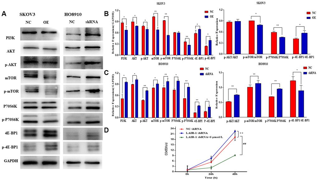 LAIR-1 suppresses ovarian cancer cell growth by regulating PI3K-AKT-mTOR signal axis. (A) Western blot analyses of PI3K, AKT, p-AKT, mTOR, p-mTOR, P70S6K, p-P70S6K, 4E-BP1 and p-4E-BP1 levels in control and LAIR-1 overexpression SKOV3 cells, control and LAIR-1 knockdown (shRNA) HO8910 cells. (B, C) These proteins were quantified according to the gray value of each band. And the data expressed in right graphs represent the mean ± SD in both SKOV3 and HO8910 cells. (D) The control and LAIR-1 knockdown HO8910 cells were treated with or without PI3K inhibitor LY294002, and then the cell viabilities was detected by CCK-8 assay. Cell growth curves were plotted according to the OD values. Data are presented as the mean ± SD (**p ##p 