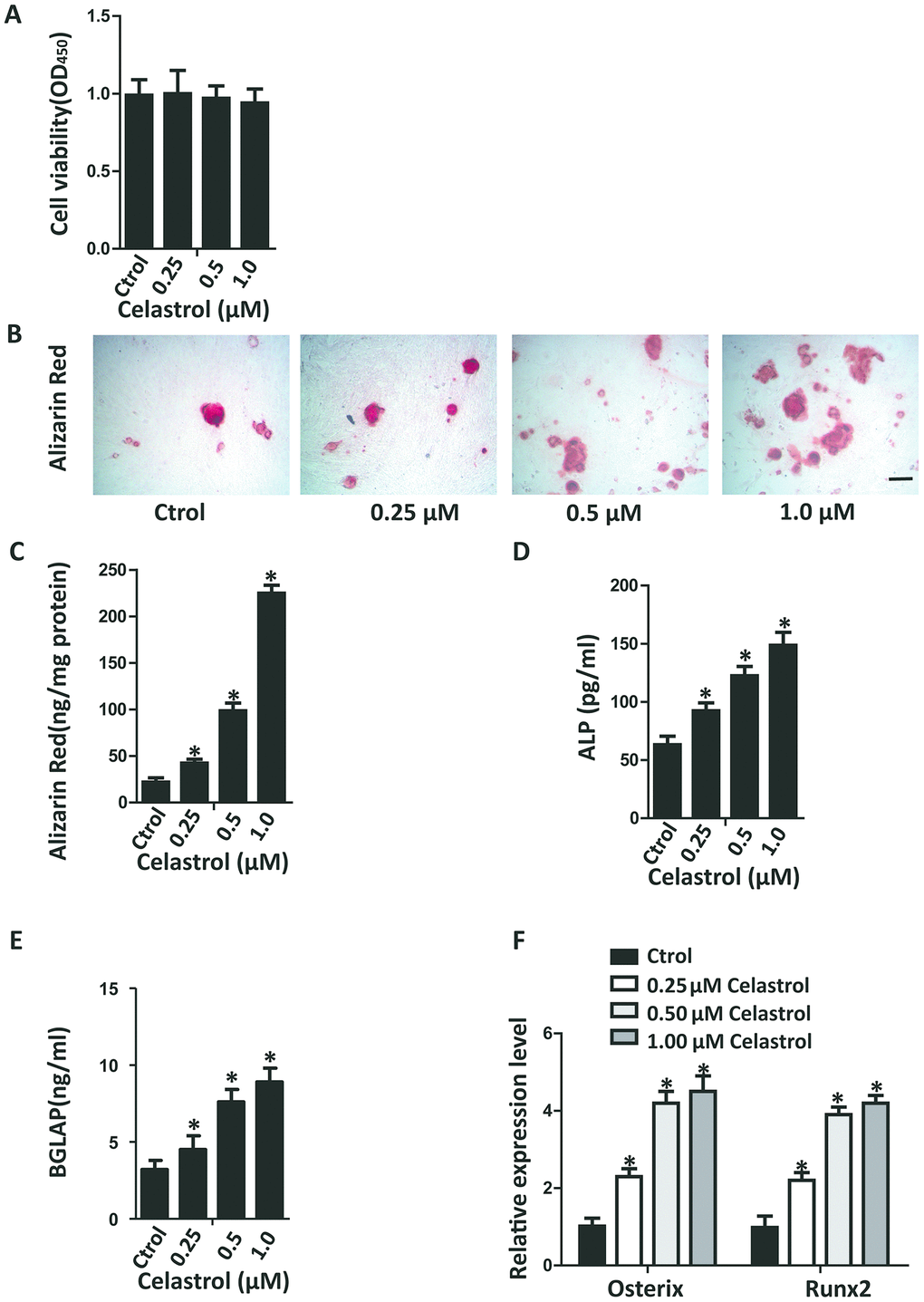 Celastrol promoted the osteogenic differentiation of BM-MSCs in vitro. (A) BM-MSCs were seeded into 96-well plates at a density of 8×103 cells/well and treated with different concentrations of Celastrol for 48 h. Cell viability was determined using CCK-8 assay. (B, C) Representative images of Alizarin Red S staining (B) and quantitative analysis (C) of matrix mineralization of BM-MSCs cultured in the osteogenesis induction medium for 21 days. Scale bar: 100 μm. (D, E) Analysis of ALP activity (D) and osteocalcin secretion (E) of BM-MSCs cultured in the osteogenesis induction medium for 48 hours (n = 3 per group). (F) qRT-PCR analysis of the relative levels of Osterix and Runx2 mRNA expression in BM-MSCs cultured in the osteogenesis induction medium for 48 hours (n = 3 per group). Results are shown as mean ± SD. Statistical significance was determined using analysis of variance (one-way ANOVA). *P 