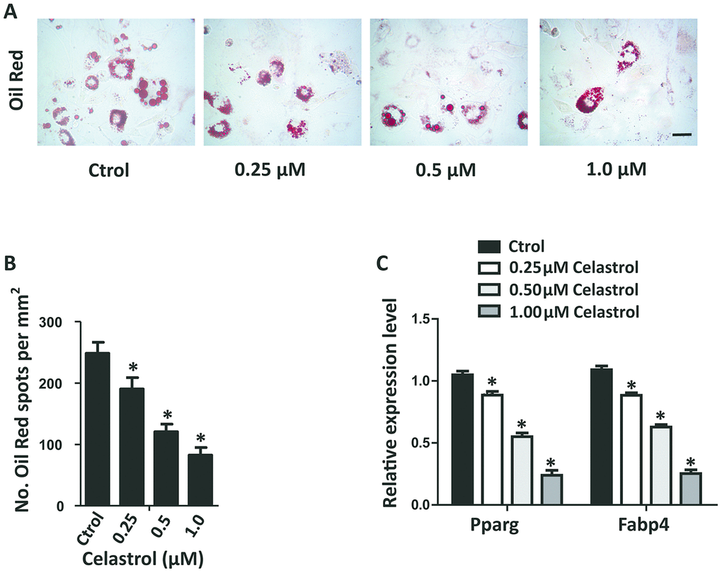 Celastrol inhibited the adipogenic differentiation of BM-MSCs in vitro. (A, B) Representative images of Oil Red O staining of lipids (A) and quantification of the number of spots (B) on BM-MSCs cultured in the adipogenesis induction medium for 14 days. Scale bar: 100 μm. (C) qRT-PCR analysis of the relative levels of Pparg and Fabp4 mRNA expression in BM-MSCs cultured in the adipogenesis induction medium for 48 hours (n = 3 per group). Results are shown as mean ± SD. Statistical significance was determined using analysis of variance (one-way ANOVA). *P 