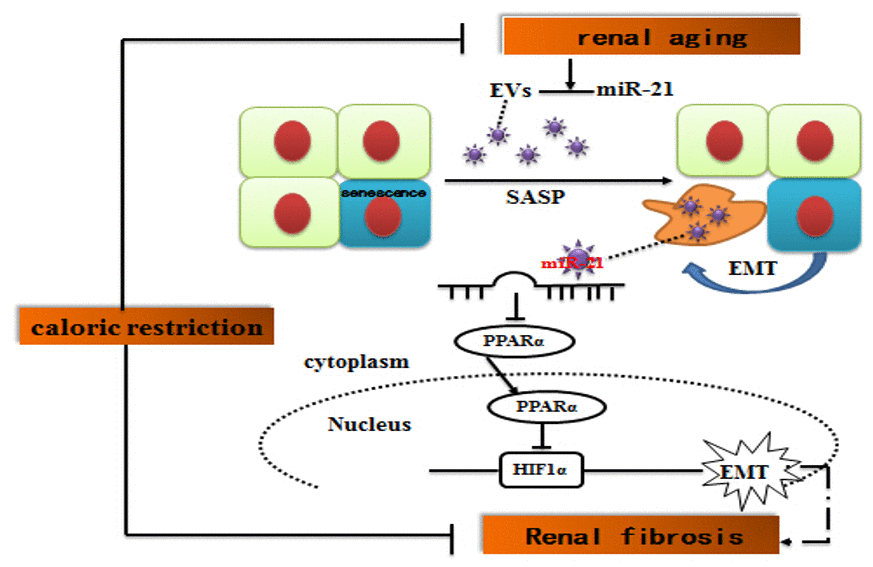 Suggested molecular mechanisms underlying caloric restriction-mediated the prevention of aging-related renal fibrosis. The overexpression of miR-21 in EVs could result in downregulation of PPARα, and then promoted activation of HIF-1α inducing tubular phenotype transition in aged kidney. Caloric restriction may prevent the above-mentioned process.
