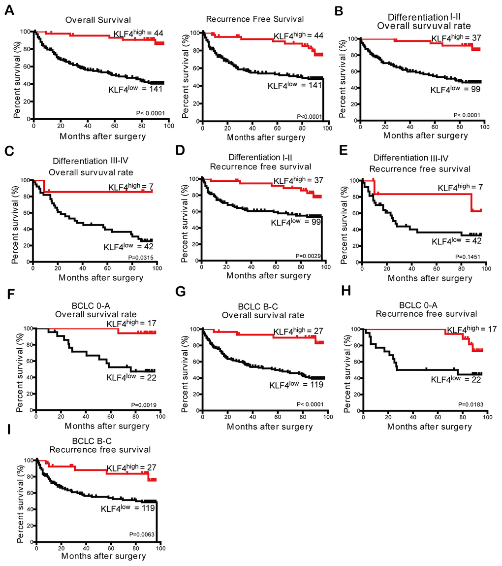 The prognostic analysis of KLF4 in HCC patients (n = 185) and subgroup analysis based on differentiation degree and BCLC stages. (A) According to KLF4 expression level in patients’ tissues with HCC, the curves described OS and RFS of patients, respectively. The OS in (B) differentiation I-II patients and (C) differentiation III-IV patients was analyzed by Kaplan- Meier method. The RFS in (D) differentiation I-II patients and (E) differentiation III-IV patients were analyzed by Kaplan- Meier method. Kaplan- Meier method was employed to analyze the OS of patients in (F) BCLC 0-A group and (G) BCLC B-C group. The RFS of patients in two subgroups (H and I) of the BCLC stage was analyzed through Kaplan- Meier analysis. P 