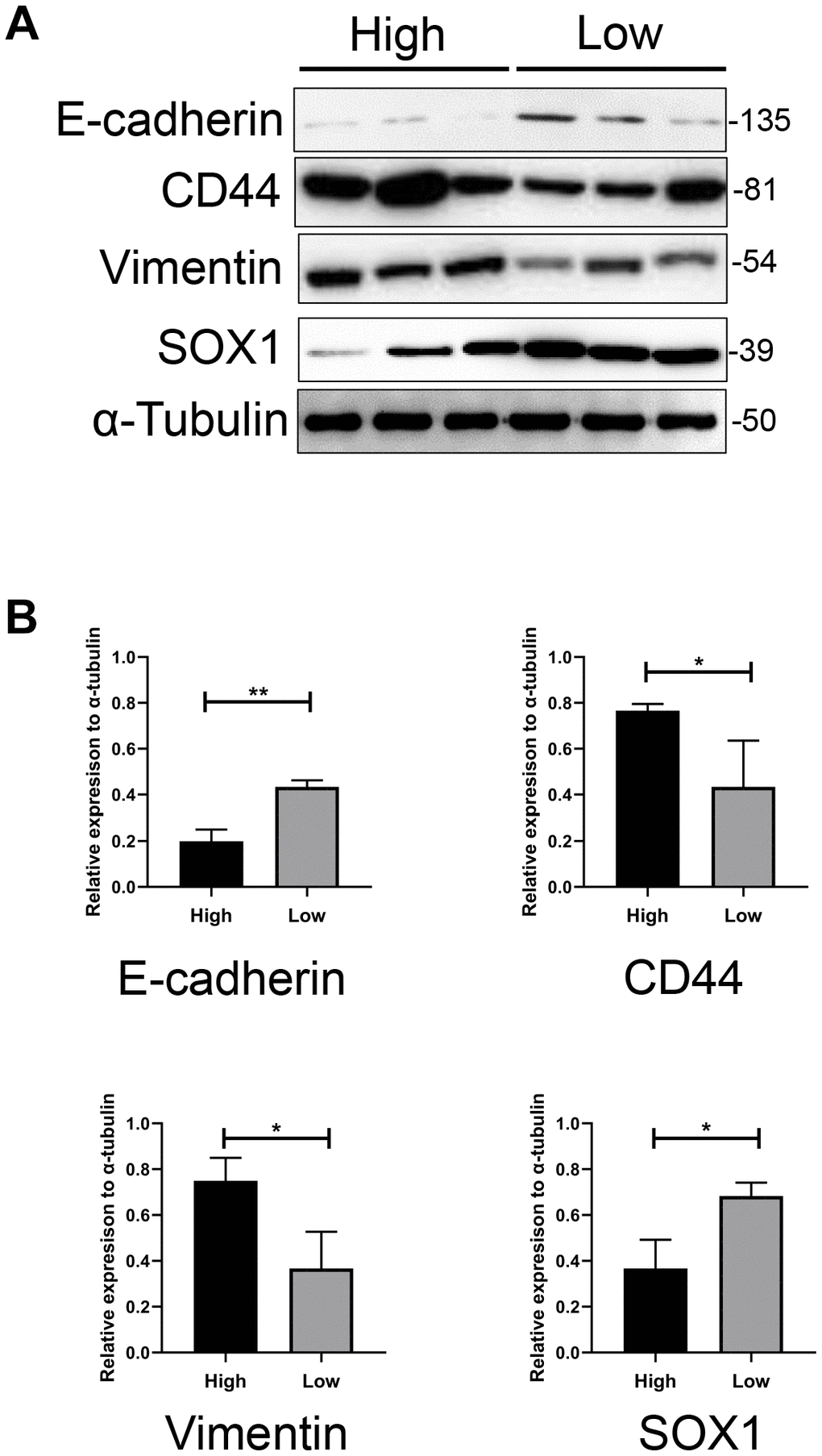 The expression pattern of mesenchymal and epithelial markers in both groups. (A) Western blotting assay showed significantly higher expression of CD44 and Vimentin, and lower expression of Sox1 and E-cadherin in GBM cells from higher scored group than lower scored group. α-tubulin was used as internal reference. (B) Bar charts showed the relative expression of these markers to α-tubulin and revealed the statistically different expression of these markers between two groups.