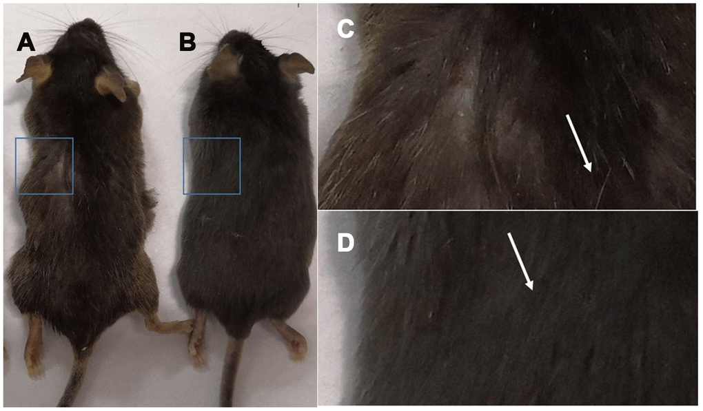 Comparison of the appearance of C57 mice of different ages. Note: (A) shows 18-month-old C57 mice, and (B) shows 2-month-old C57 mice; (C) is a photograph of the backs of 18-month-old mice; (D) is a photograph of the backs of 2-month-old C57 mice.