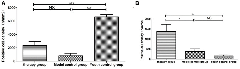 Differential expression of CD4 and CD8 in the thymus between different groups. (A) Thymus CD4 expression after mUCMSC treatment; (B) Thymus CD8 expression after mUCMSC treatment. CD4+ lymphocytes were predominant in the young control group, and CD8+ lymphocytes were rare. Note *** indicates p value 0.05.