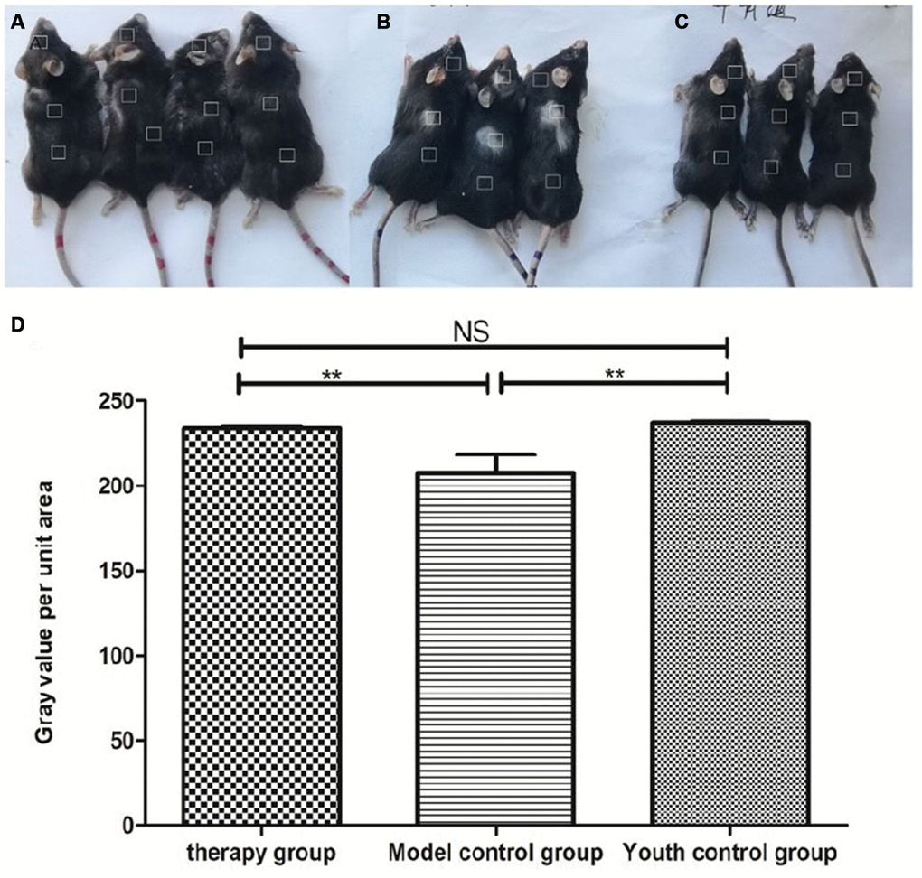Comparison of the appearance of mice after mUCMSC treatment. Note: (A) is the treatment group. The hair on the back of the treatment group regrew, and the hair turned black. (B) is the model control group. The model control group showed white hair and partial hair loss on the back. (C) is the young control group. (D) shows the grayscale changes of the mice after mUCMSC treatment; *** indicates p 0.05.