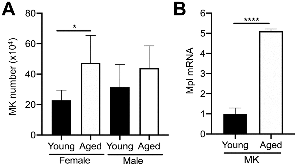 Aging increases bone marrow MK number. (A) Flow cytometry was used to determine the total number of CD45+CD41+ MKs in the bone marrow of young and aged C57BL/6J female and male mice. The data are presented as mean ± SD of four independent experiments with *pB) Bone marrow CD45+CD41+ MKs were isolated by FACS from young and aged mice (males and females were combined) and used for real-time PCR analysis of relative Mpl mRNA expression between groups. The Ct cycle range was 28.99–33.83. The data are presented as mean ± SD of three independent experiment (****p