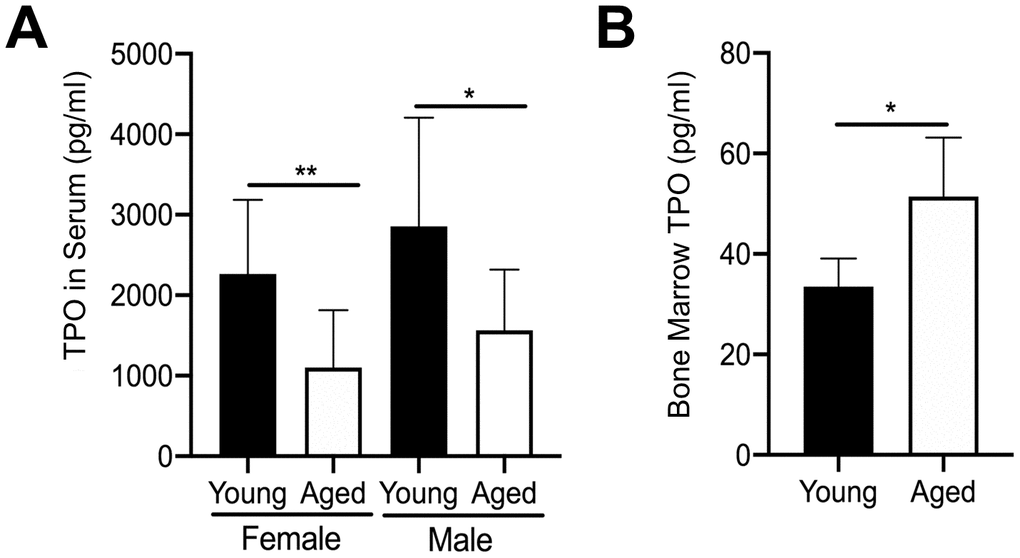 Changes in TPO levels in young and aged mice. (A) TPO concentration was measured by ELISA in serum from young and aged, male and female C57BL/6J mice. Serum TPO was significantly reduced in aged female and male mice compared to sex-matched young mice. The data are presented as mean ± SD (*ppB) Bone marrow supernatant was collected from young and aged femur and tibia (male and female mice were combined) and used to determine TPO concentrations by ELISA. The data are presented as mean ± SD (*p