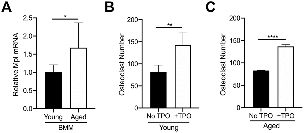 TPO stimulates OC formation. (A) FACS sorted CD45+F4/80+ macrophages from young and aged mice were subject to real-time PCR to assess the relative mRNA expression of Mpl. The Ct cycle range was 34.06–35.15. The data shown are mean ± SD (*pB, C) FACS sorted CD45+F4/80+ macrophages were cultured with 20 ng/ml M-CSF and 80 ng/ml RANKL in the presence or absence of recombinant human TPO (100 ng/ml). Growth media was changed every second day for 5–7 days until mature, multinucleated OCs (>3 nuclei) were formed. Mature OCs were fixed and TRAP+ OCs were counted. The data are presented as mean ± SD of four (female) and two (male) independent experiments (*pp