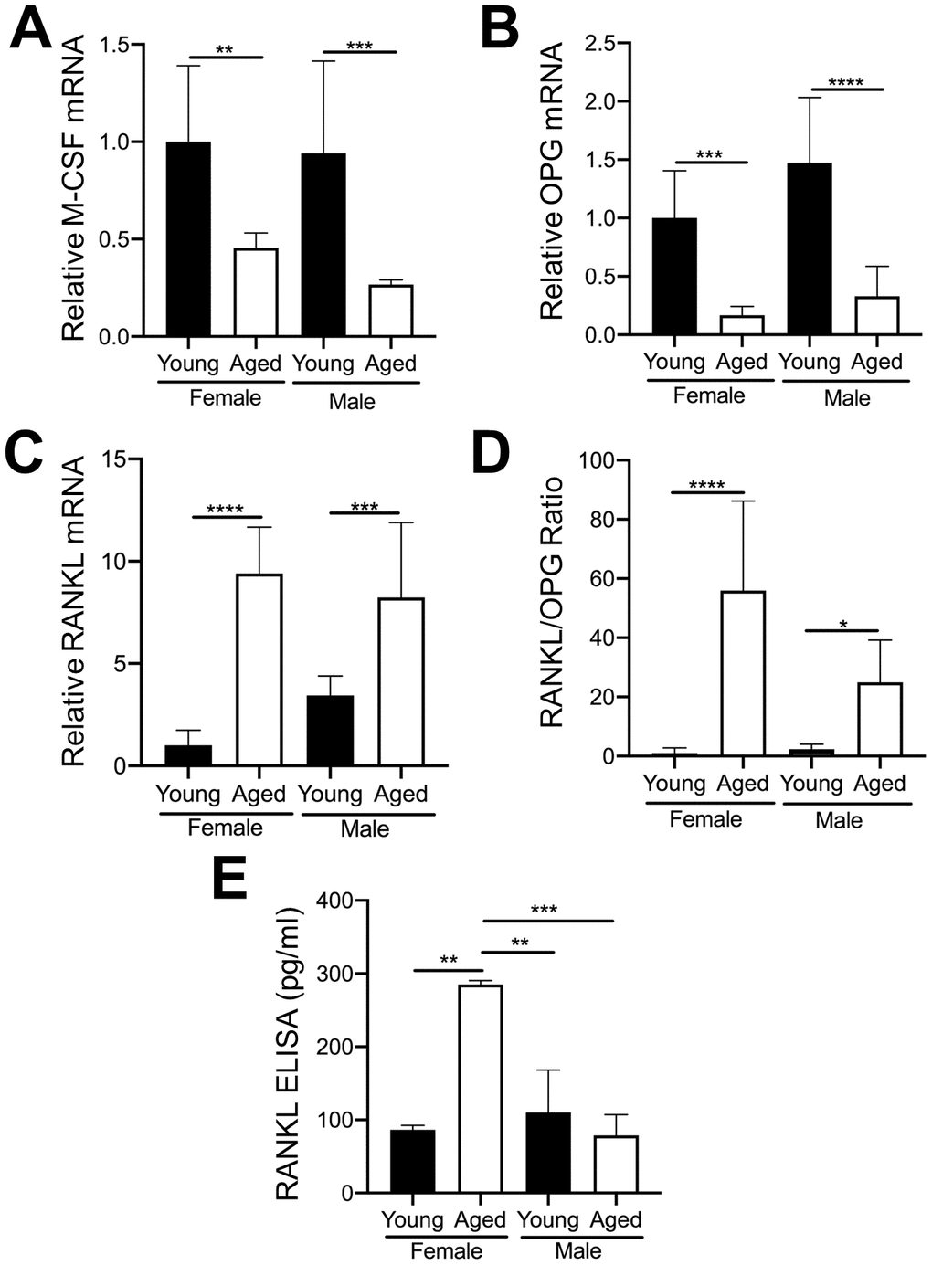 Expression of key OC factors in MKs from young and aged mice. (A–D) MKs were prepared from the bone marrow of young and aged, male and female mice using a BSA gradient and used for mRNA expression analyses by real-time PCR. (A) M-CSF mRNA (Ct cycle range was 25.2–30.12). (B) OPG mRNA (Ct range 35.09–39.53). (C) RANKL mRNA (Ct range 28.6–35.5). (D) The RANKL/OPG ratio was calculated for young and aged, male and female MKs (N=4-5/group). (E) RANKL concentrations in MK CM was quantified by ELISA. MK CM from aged females was significantly higher than MK CM from young females. P-values were calculated by one-way ANOVA followed by Tukey’s post-hoc test and the data are presented as mean ± SD. (*p0.05, **p0.01, ***p0.001, ****p0.0001).