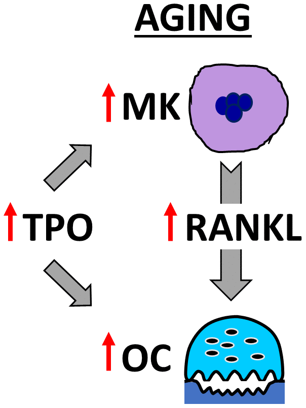 Model showing OC stimulation by TPO and MKs in aging. The schema illustrates that aging increases MK number and alters MK-secreted factors, including RANKL, which together promote osteoclastogenesis. In addition, elevated TPO in the bone marrow cavity promotes direct and MK-mediated effects on OC formation in aged mice.