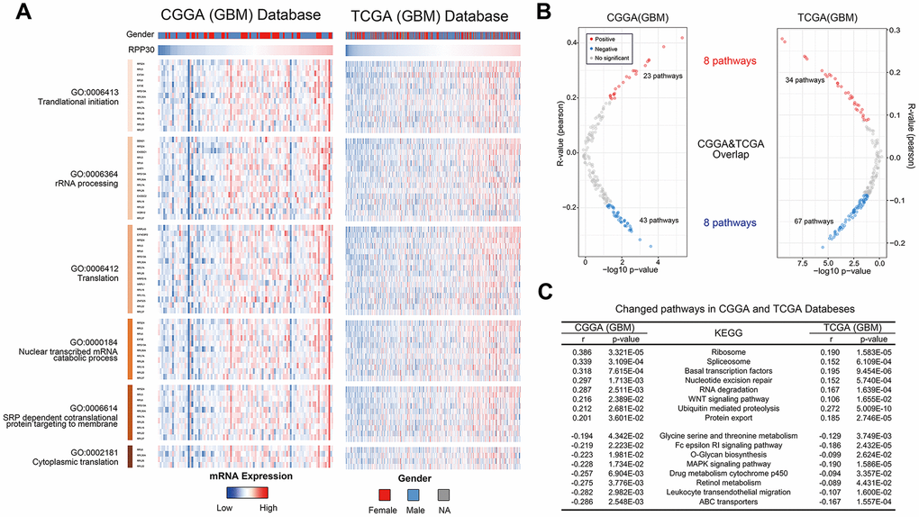 Expression pattern and pathways associated with RPP30 expression in primary GBM of CGGA and TCGA databases. (A) The heatmap showed the expression pattern of RPP30 and transcription-related genes in GBM. Transcription-related genes were obtained from the AmiGO 2 Web portals. Besides, there was no difference in RPP30 expression between different genders of GBM. (B) The scatter plot showed the pathways closely related to RPP30 in CGGA and TCGA databases. There were 8 pathways positively and 8 pathways negatively correlated with RPP30 expression in both CGGA and TCGA databases. (C) The correlation coefficient and p-value of the above 16 pathways with RPP30 were shown in the table. The statistical significance was assessed by Pearson correlation analysis.