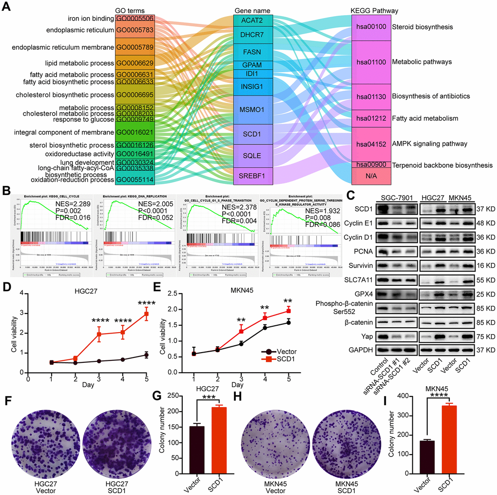 Oncogenic function of SCD1 in gastric cancer cells. (A) The KEGG pathways and GO terms participated by SCD1 and related factors with P value B) The KEGG pathways and GO terms identified via gene set enrichment analysis of tissues with high and low SCD1 expression levels. (C) The proteins participated in “DNA replication”, “cell cycle”, “cell cycle G1-S phase transition” and “cyclin dependent protein serine threonine kinase regulator activity”, anti-ferroptosis markers as well as Wnt/β-catenin and Hippo signaling pathways were analyzed using western blotting with the indicated antibodies. GAPDH was used as the internal protein loading control. Each experiment was examined in triplicates. (D, E) SCD1 promoted proliferation of gastric cancer cells. (F–I) SCD1 promoted colony formation of gastric cancer cells. Each experiment was examined in triplicate. *, P P P P 