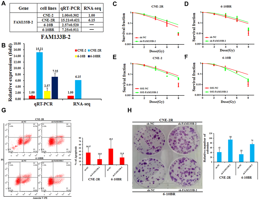 Effects of a forced reversal of FAM133B-2 level on the nasopharyngeal cancer cells. The relative FAM133B-2 level (fold) in CNE-2R and 6-10BR cells versus CNE-2 and 6-10B cells measured by both miR-omic and qRT-PCR analyses is shown in a table (A) and those measured by qRT-PCR are shown in a plot (B). “-” indicates no detection in the omic analysis. sh-FAM133B-2-transfected CNE-2R (C) and 6-10BR (D) cells survival fraction versus the negative control (NC) cells for 24h, then cells were digested and counted according to 500 (0Gy), 1000 (2Gy), 2000 (4Gy), 5000 (6Gy), 8000 (8Gy) cells/well and was inoculated in a 6-well plate in triplicate, the corresponding dose was irradiated after 24h, using a 6-MV x-ray generated by a linear accelerator Varian trilogy at a dose rate of 2Gy/min (Varian trilogy at a dose rate of 2Gy/min). CNE-2 (E) and 6-10B (F) cells infected with FAM133B-2-O/E versus the negative control (NC-O/E), then were digested and counted according to 500 (0Gy), 1000 (2Gy), 2000 (4Gy), 5000 (6Gy), 8000 (8Gy) cells/well and was inoculated in a 6-well plate in triplicate, the corresponding dose was irradiated after 24h, using a 6-MV x-ray generated by a linear accelerator Varian trilogy at a dose rate of 2Gy/min (Varian trilogy at a dose rate of 2Gy/min). (G) The effects of the forced reversal of FAM133B-2 level on the apoptosis of CNE-2R and 6-10BR cells by FACS analysis in plot and in the original with a graph of the analyzed data and plots of the original FACS data. (H) The effects of the forced reversal of FAM133B-2 level on the sphere numbers of CNE-2Rand 6-10BR cells. The sphere numbers were determined after seven days for the first generation (G1) and seven days after seeding for G2. Treatment with SCF was repeated when the cells were passaged. Colony formation numbers, relative sphere formation are shown. The sphere formation assays showed that the sphere numbers of CNE-2R and 6-10BR cells was fewer than that of parental cells. The data are mean±SD of two independent experiments. The surviving fraction was calculated using the multitarget single-hit model: Y=1-(1-exp(-k*x))^N. The data are presented as the mean±standard deviation of results from 3 independent experiments, and two way Anova was used to calculate statistical significance.