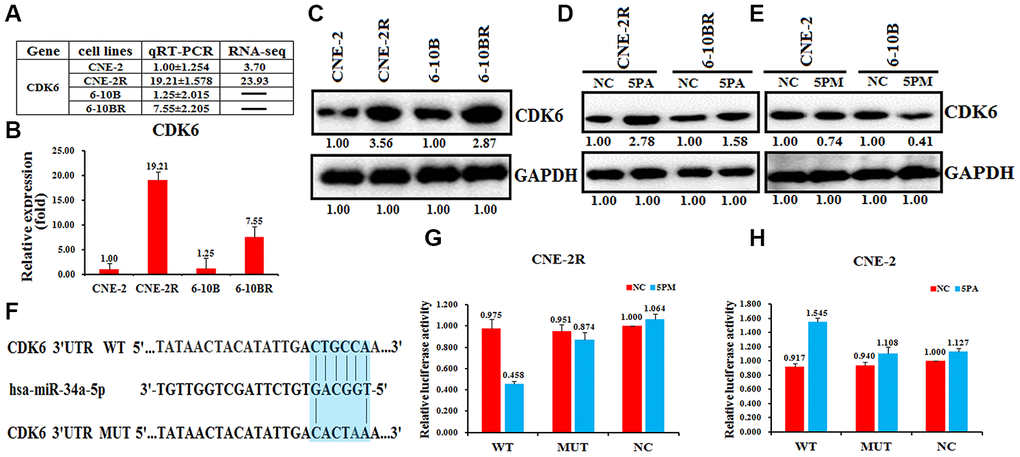 CDK6 is a target of miR-34a-5p in nasopharyngeal cancer cells. The relative CDK6 level (fold) in CNE-2R and 6-10BR cells versus CNE-2 and 6-10B cells measured by miR-omic shown in a table (A), qRT-PCR shown in a plot (B) and western analyses shown in (C). “-” indicates no detection in the omic analysis. CDK6 protein levels determined western blot analyses in the miR-34a-5p antagomiR (5PA) -transfected CNE-2R and 6-10BR cells (D) and the miR-34a-5p mimic (5PM)-transfected CNE-2 and 6-10B cells (E) versus the negative control (NC). (F) Luciferase reporter constructs: WT and MUT CDK6 in the miR-34a-5p-binding sites were inserted into psiCHECK-2 vector. The blue region is the binding site. The CDK6 site is predicted to be a target of miR-34a-5p. One seed sequence mutant of miR-34a-5p was shown below. The relative luciferase activities (fold) of the reporter with the wild-type (WT) or mutant-type (MUT) CDK6-UTR or without the UTR (NC) were determined in the nasopharyngeal cancer cells transfected with the miR-34a-5p mimic (in CNE-2R) (G) or antagomiR (in CNE-2) (H).