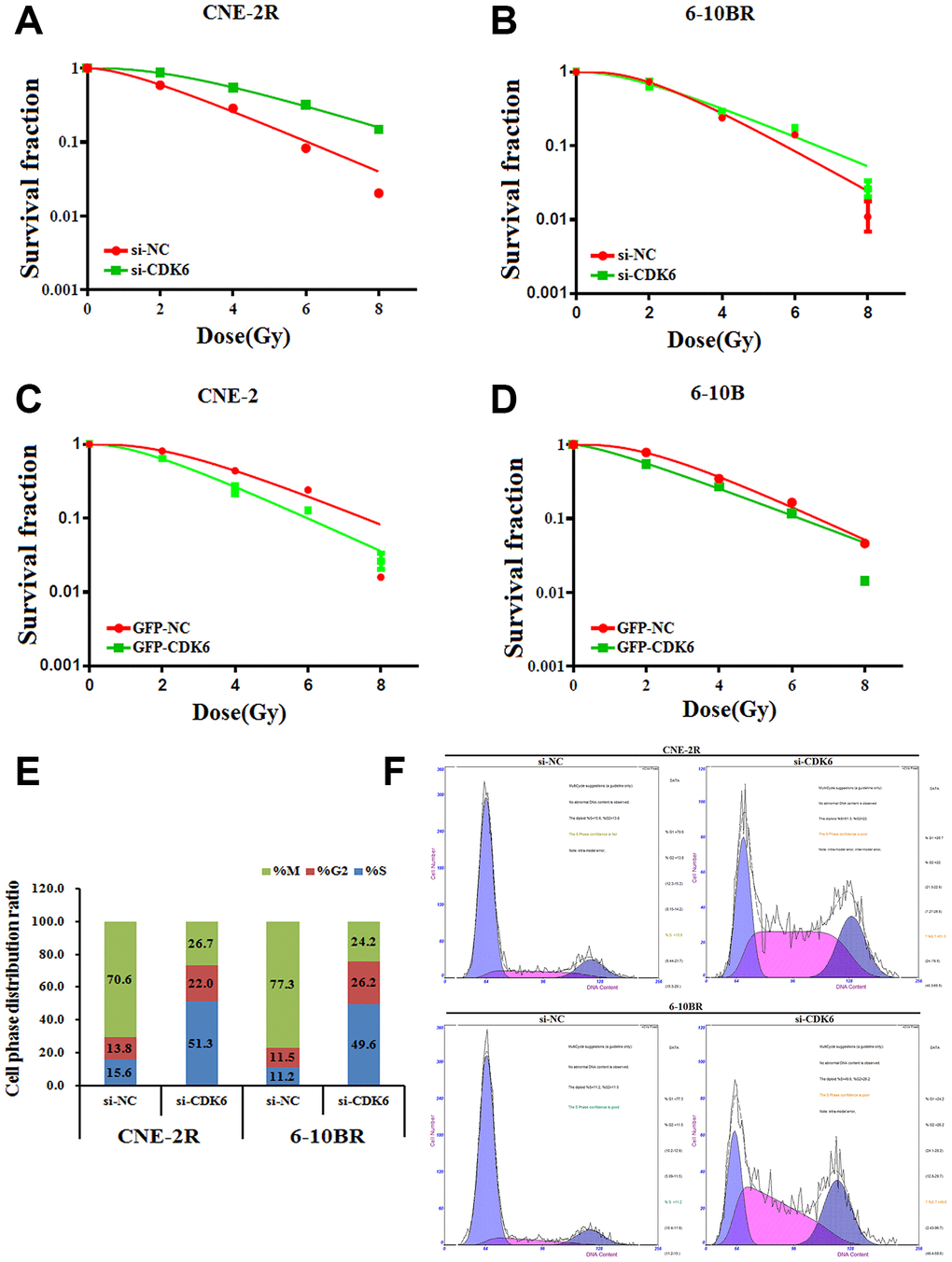 (A and B) si-CDK6-transfected CNE-2R and 6-10BR increases survival fraction versus the negative control (NC) cells. (C and D) GFP-CDK6-transfected CNE-2 and 6-10B decreases NC cells survival fraction versus the negative control (NC) cells. The effects of the forced reversal of CDK6 level on the cell cycle distribution of CNE-2R and 6-10BR cells by FACS analysis in plot and in the original (E and F).