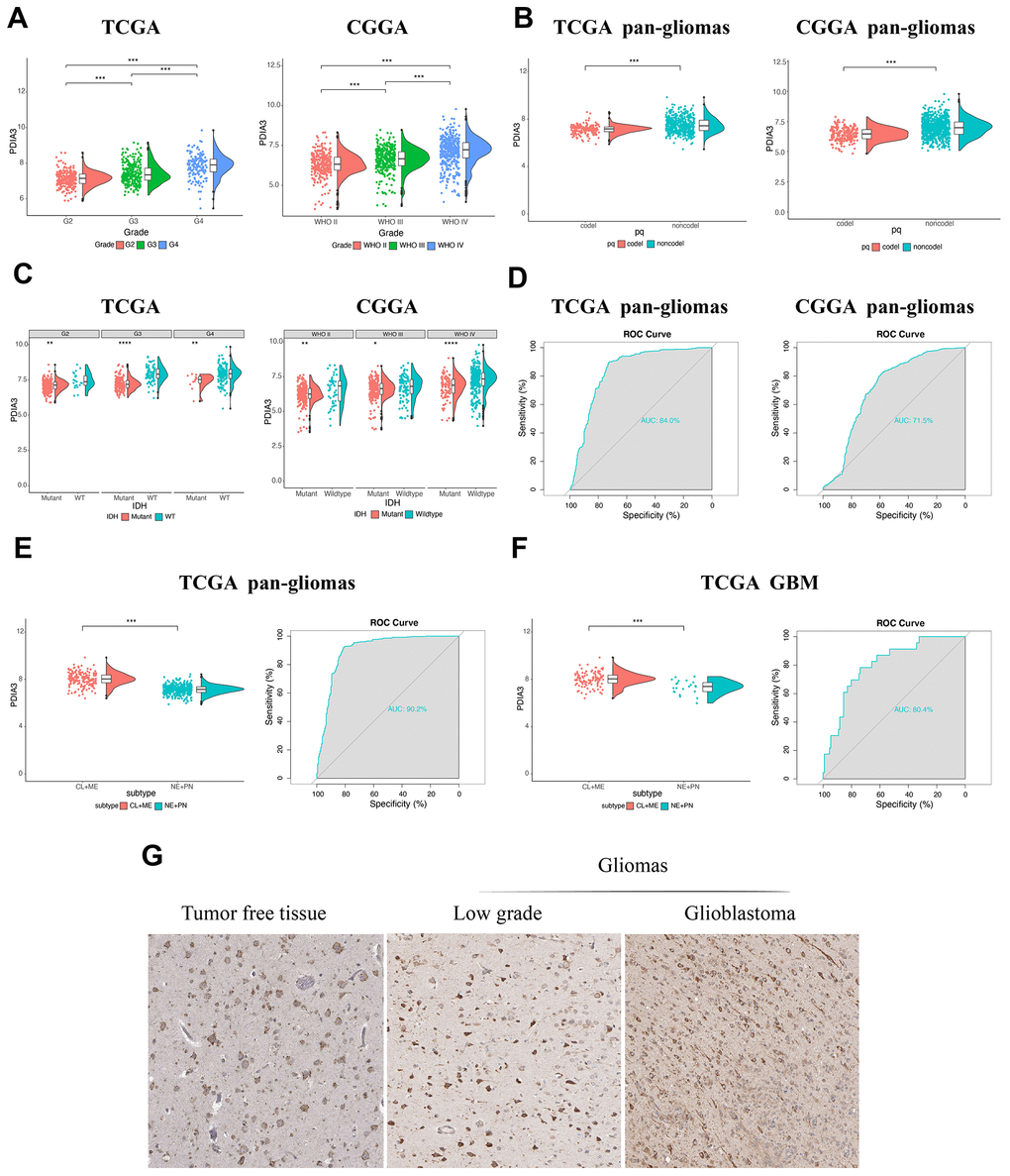 The relationship between PDIA3 expression and various characteristics. (A) PDIA3 expression in different WHO grades from TCGA and CGGA. (B) PDIA3 was upregulated in 1p/19q non-codeletion cases. (C) PDIA3 expression in different IDH state from TCGA and CGGA dataset. (D) ROC curve analysis showed that PDIA3 had 84.0% and 71.5% sensitivity and specificity to predict IDH wild-type state gliomas in TCGA and CGGA, respectively. (E) The PDIA3 expression pattern in pan-gliomas based on TCGA molecular subtypes. ROC curves showed PDIA3 as a predictor of more aggressive subtype gliomas. (F) The PDIA3 expression pattern in GBM from the TCGA molecular subtype. ROC curve analysis showed that PDIA3 had 80.4% sensitivity and specificity to predict more aggressive subtype gliomas. (G) PDIA3 has higher expression in GBM than in LGG at the protein level. *P 